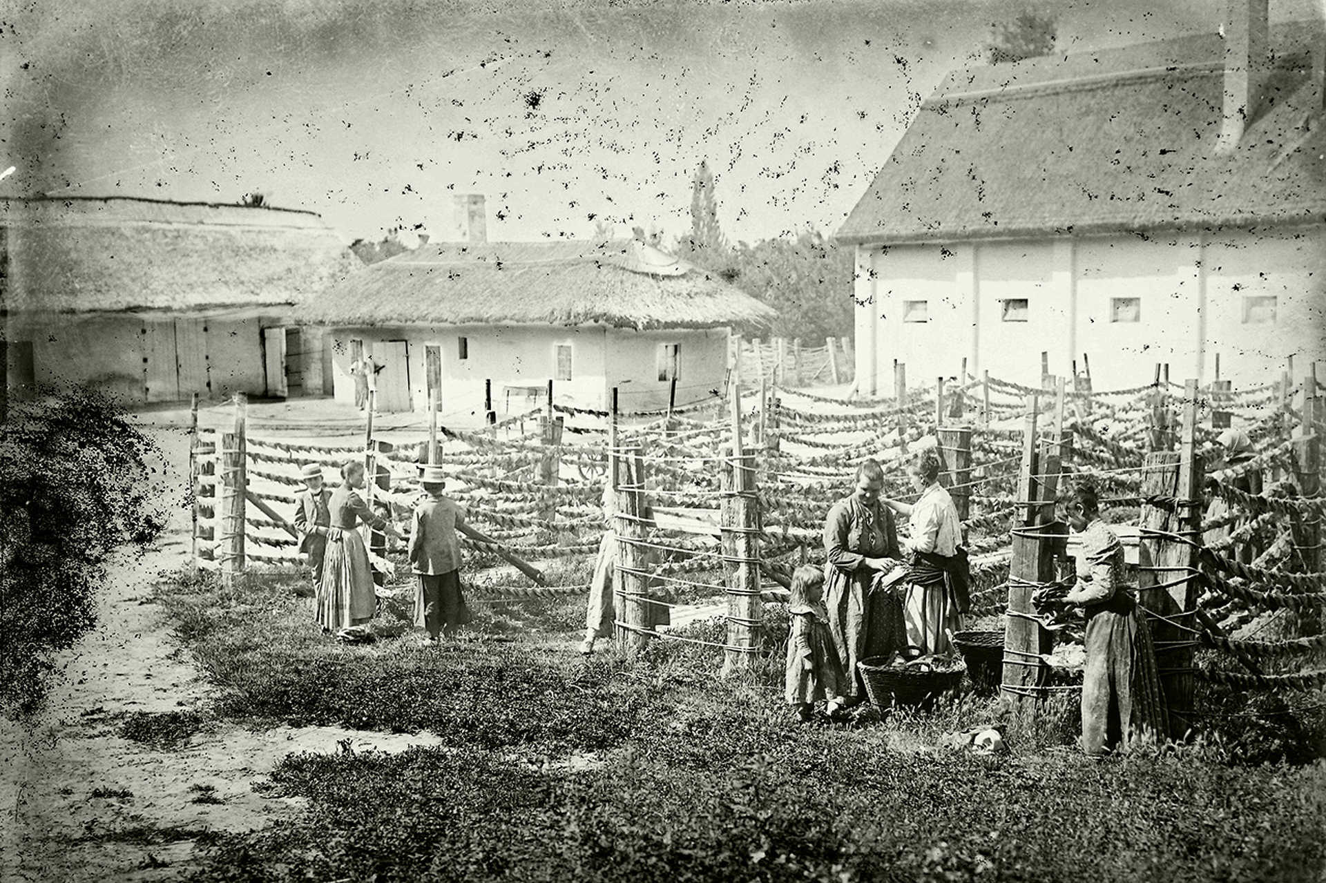 Halszárítás, 1908.