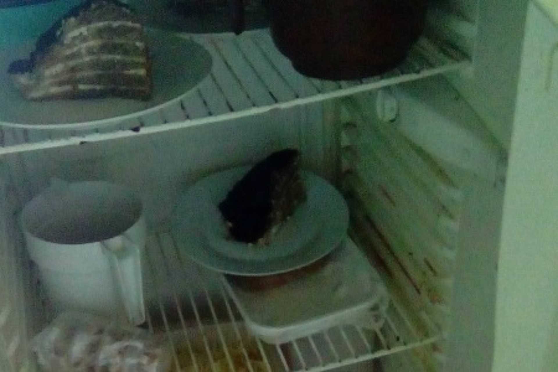 Horrorpalacsintázó