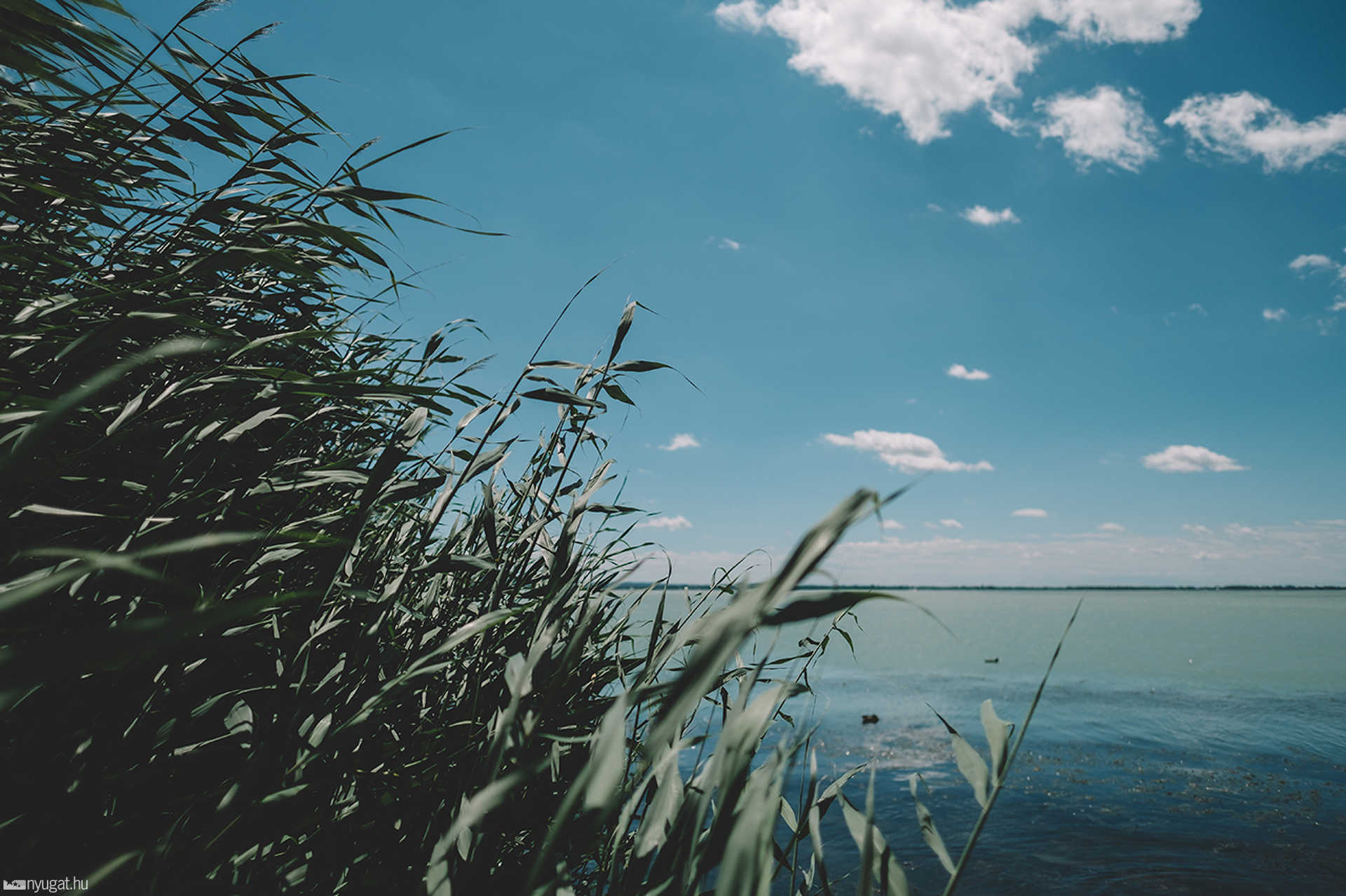 Balaton
