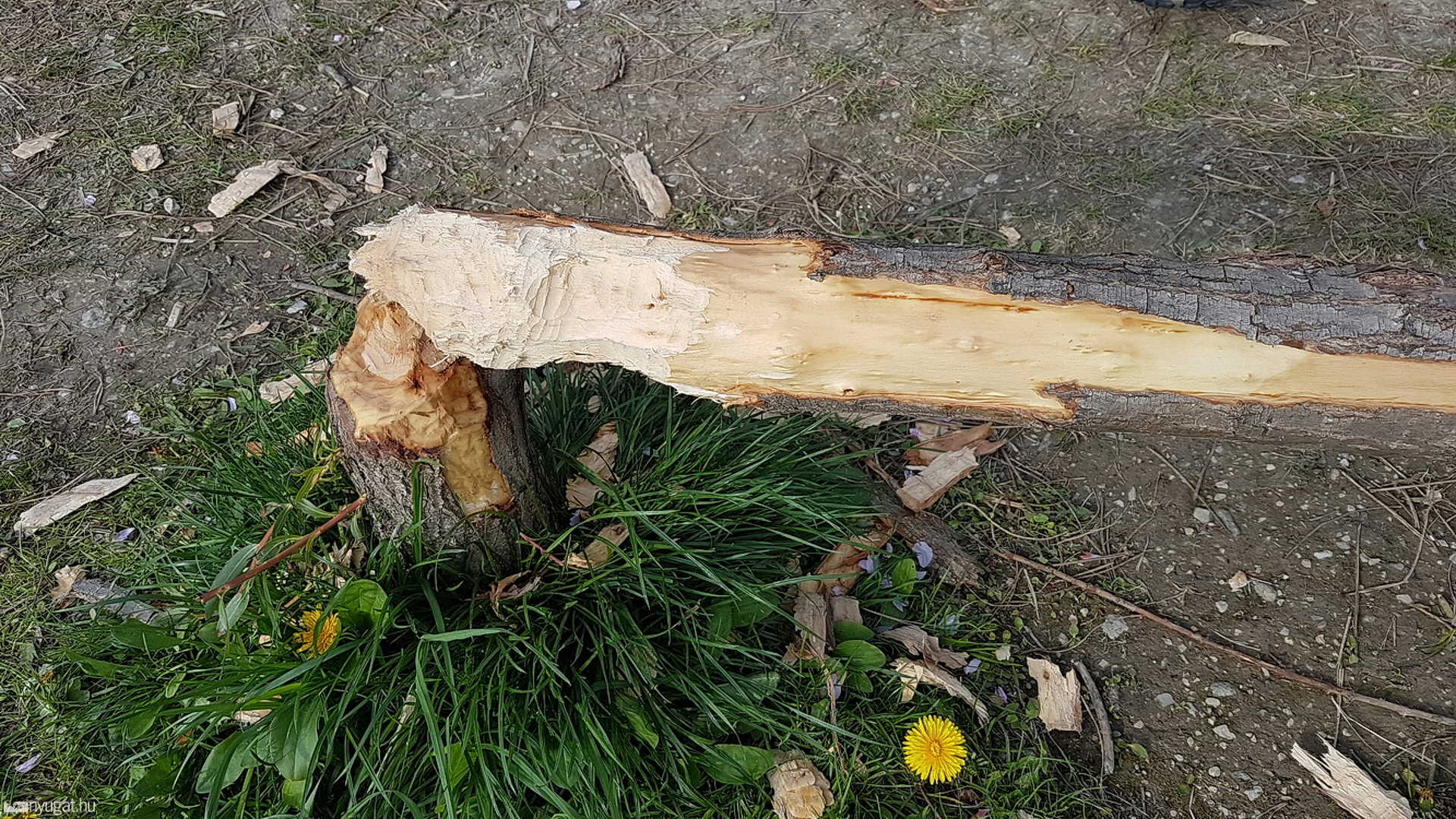 Elpusztult a szombathelyi hód