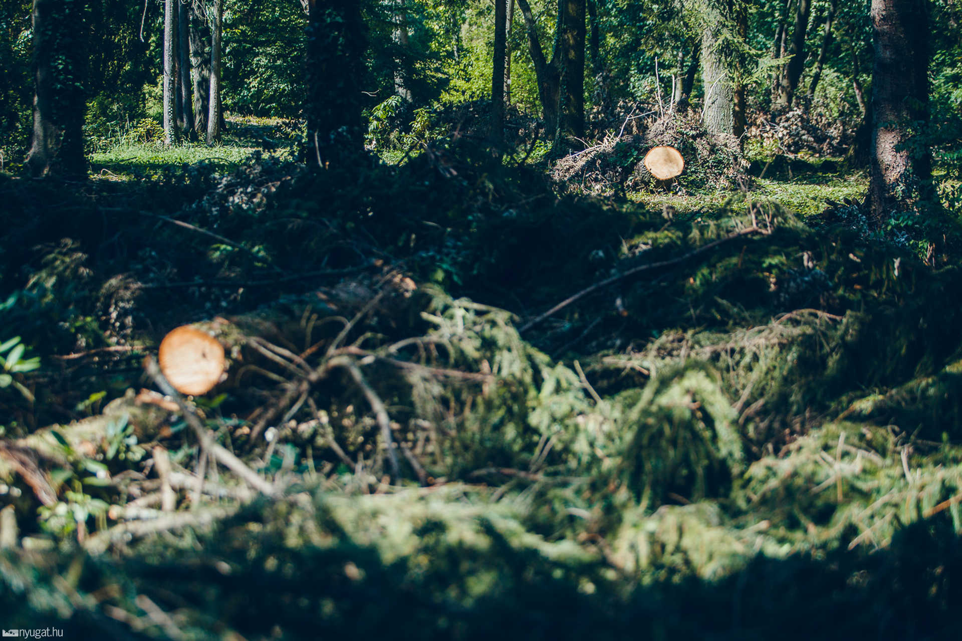 Kámoni Arborétum három héttel a pusztító vihar után