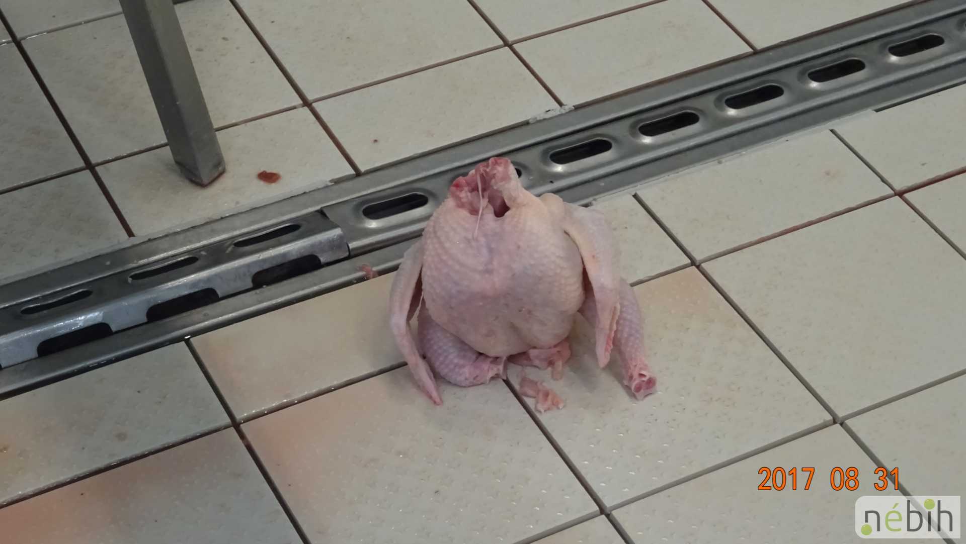 Súlyos szabálytalanságok egy vágóhídon