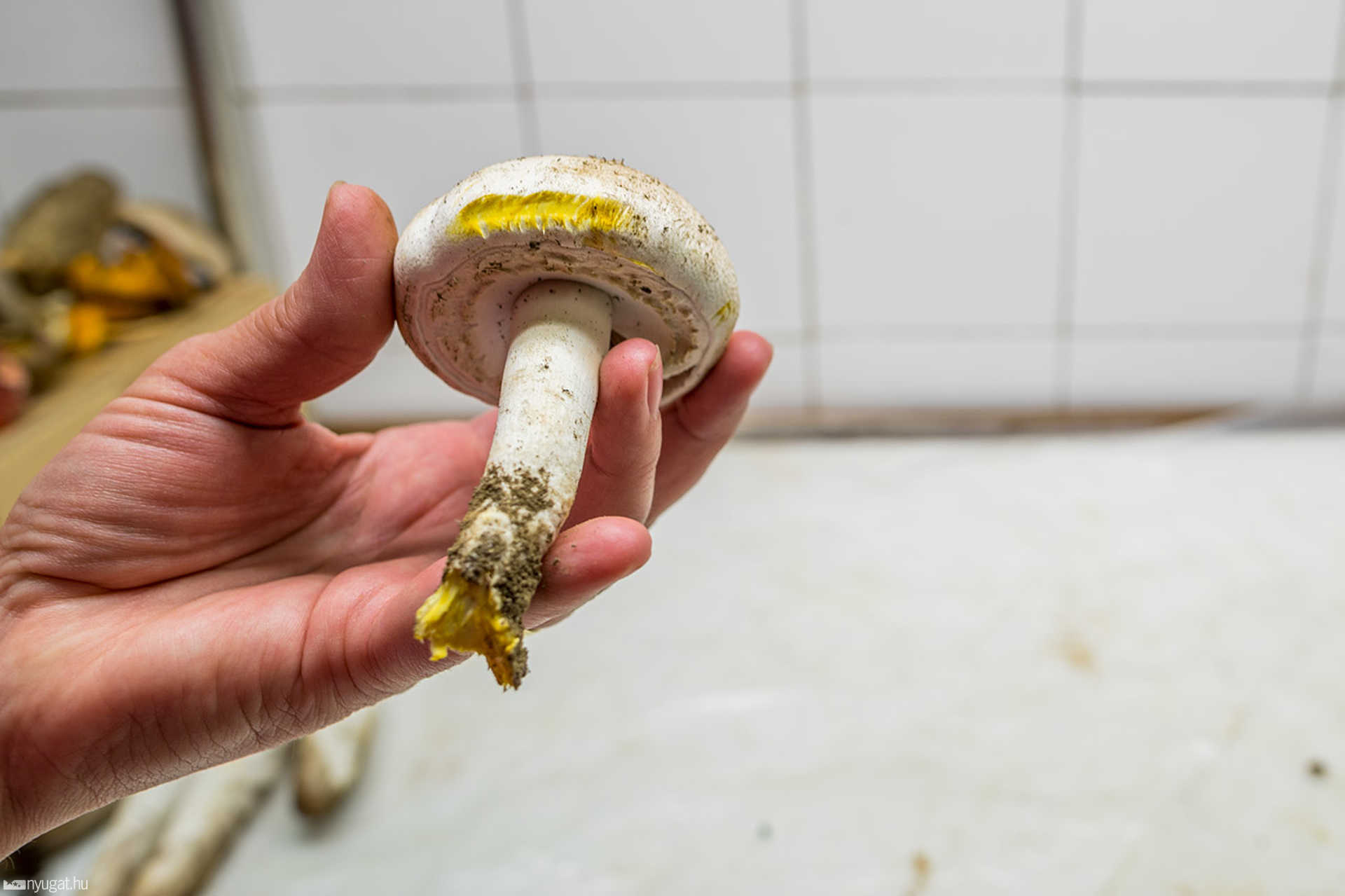 Gomba mustra a szombathelyi piacon
