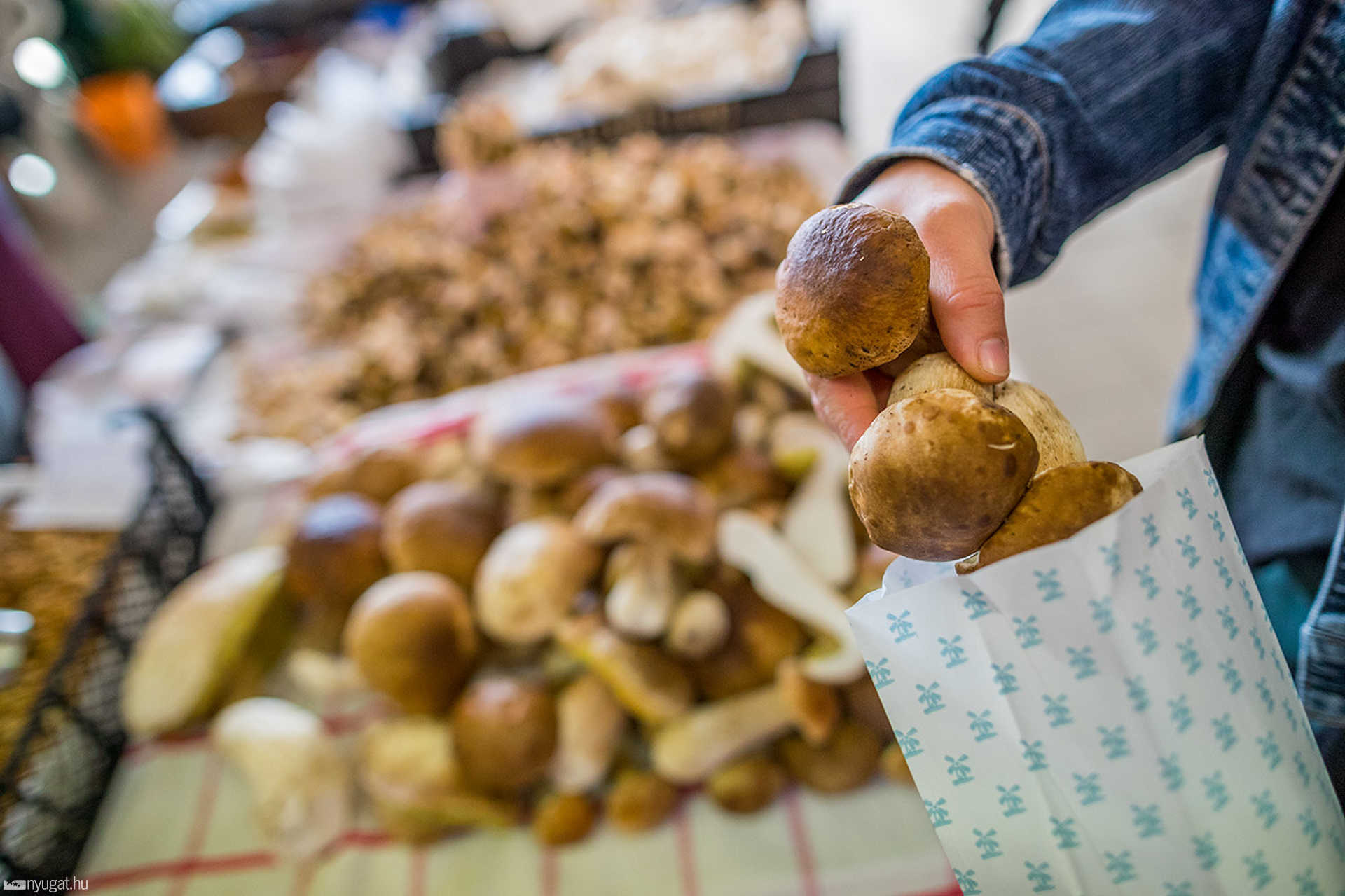 Gomba mustra a szombathelyi piacon