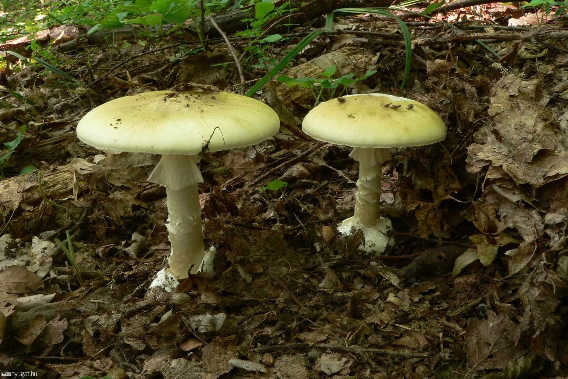 A gyilkos galóca