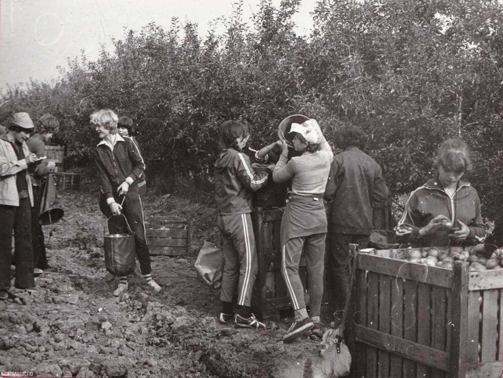 Almaszedés nagy buli volt, 1980-ban is. Egy hétig nem kellett iskolába menni.