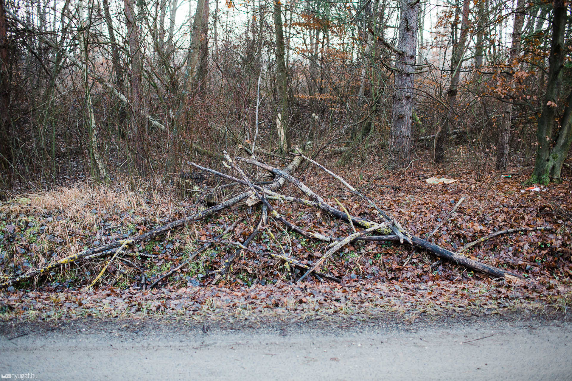 Kidőlt fa, leszakadt ág a Parkerdőbe vezető úton