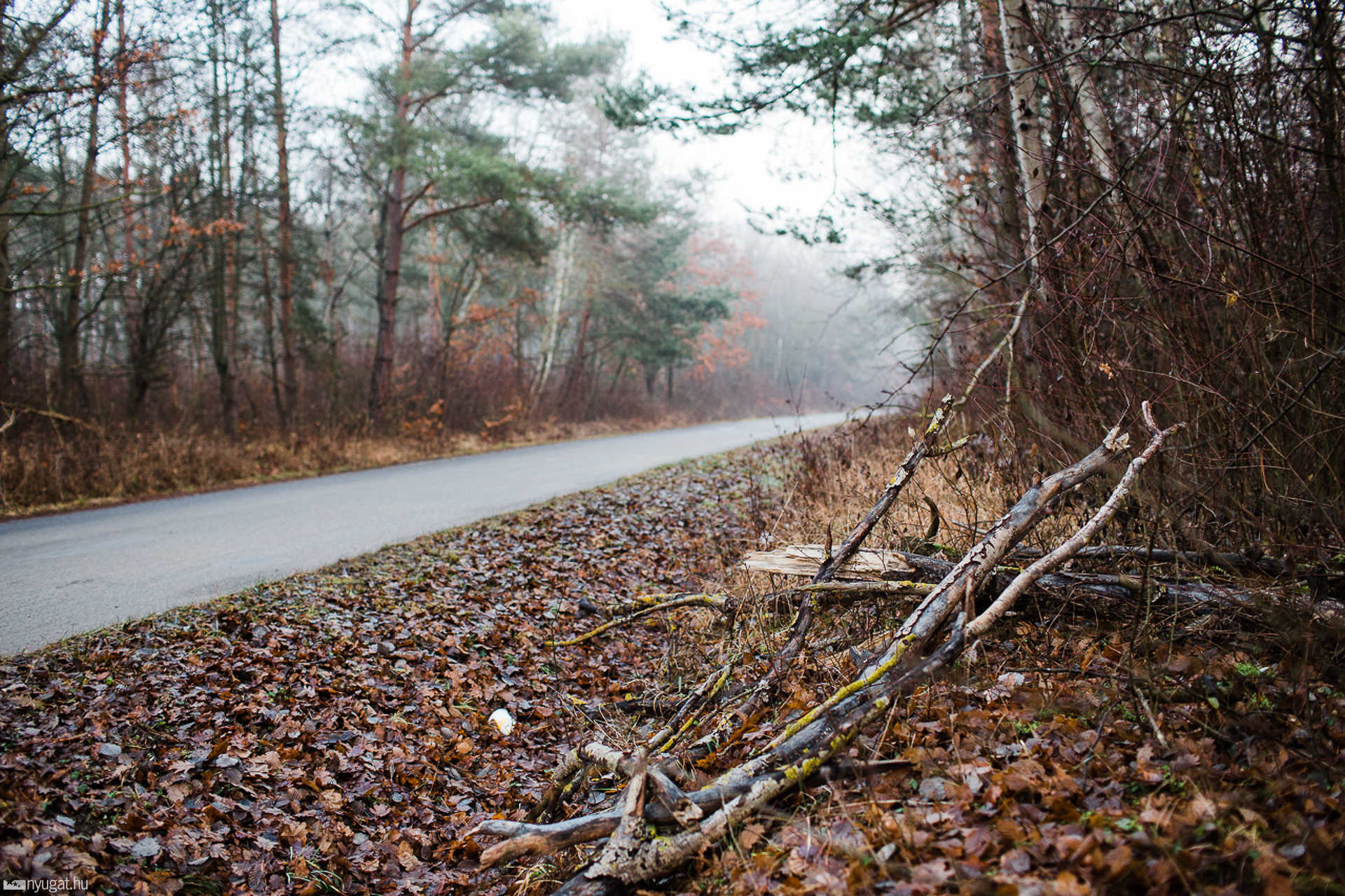 Kidőlt fa, leszakadt ág a Parkerdőbe vezető úton