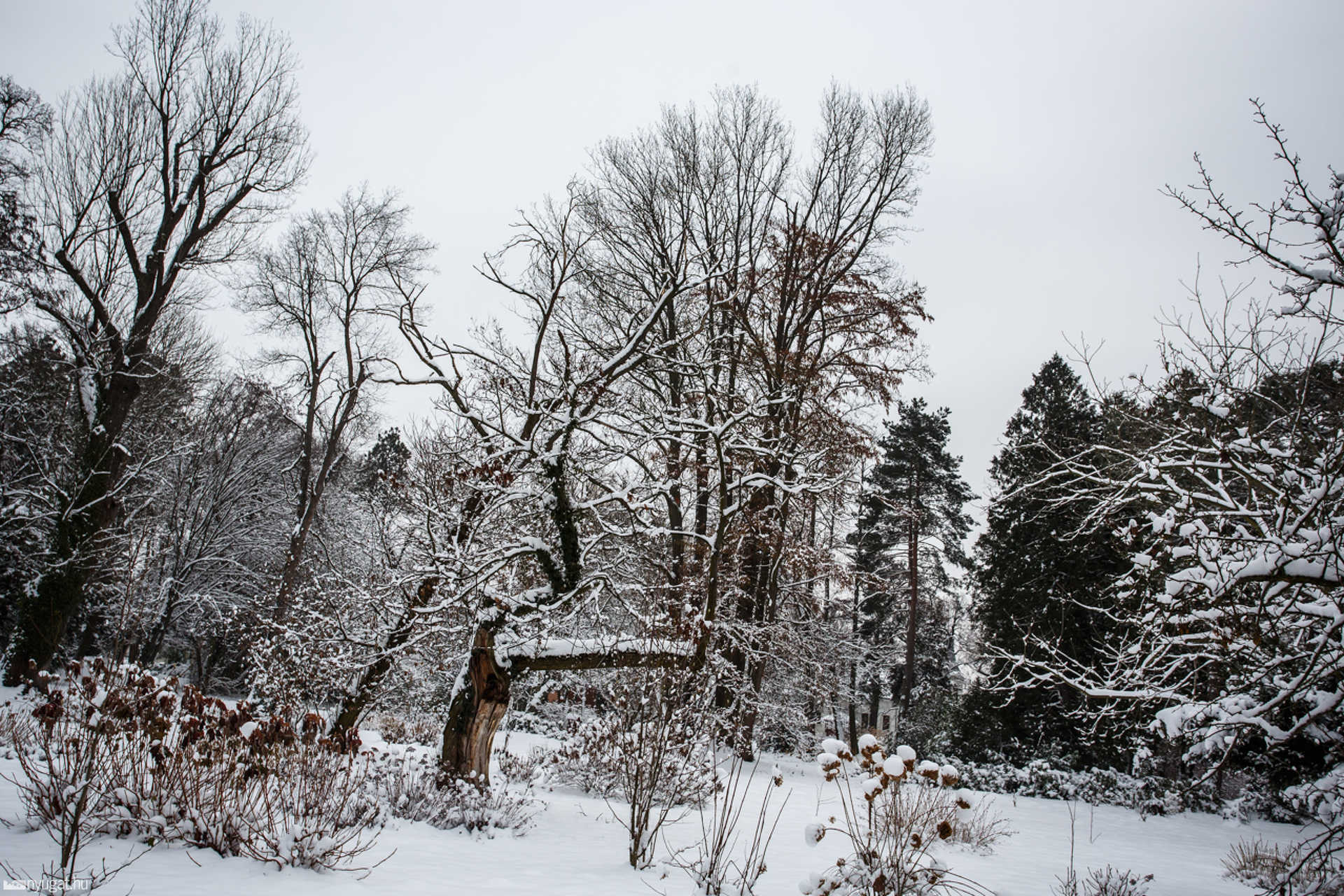 Havas Kámoni Arborétum