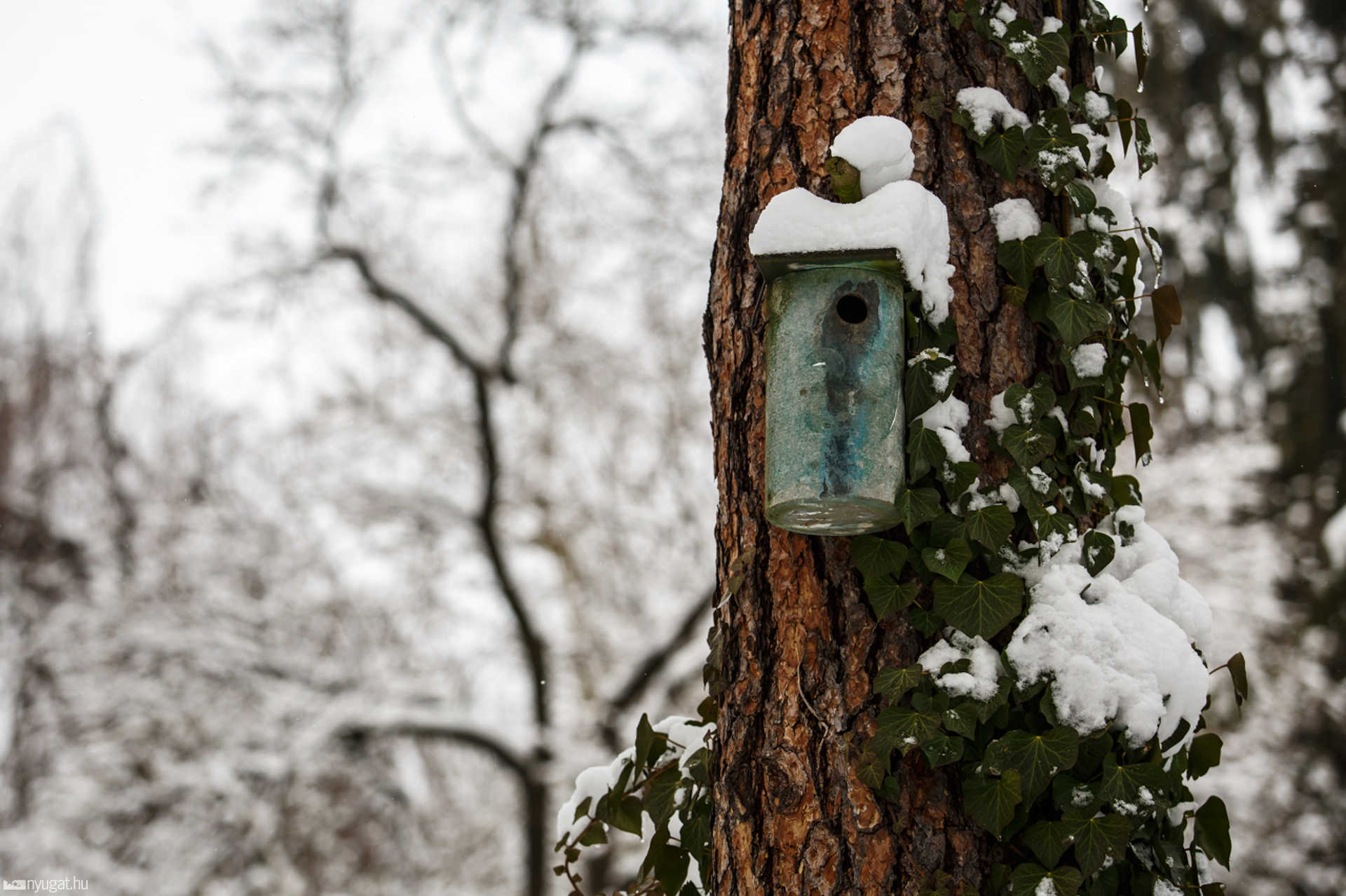 Havas Kámoni Arborétum