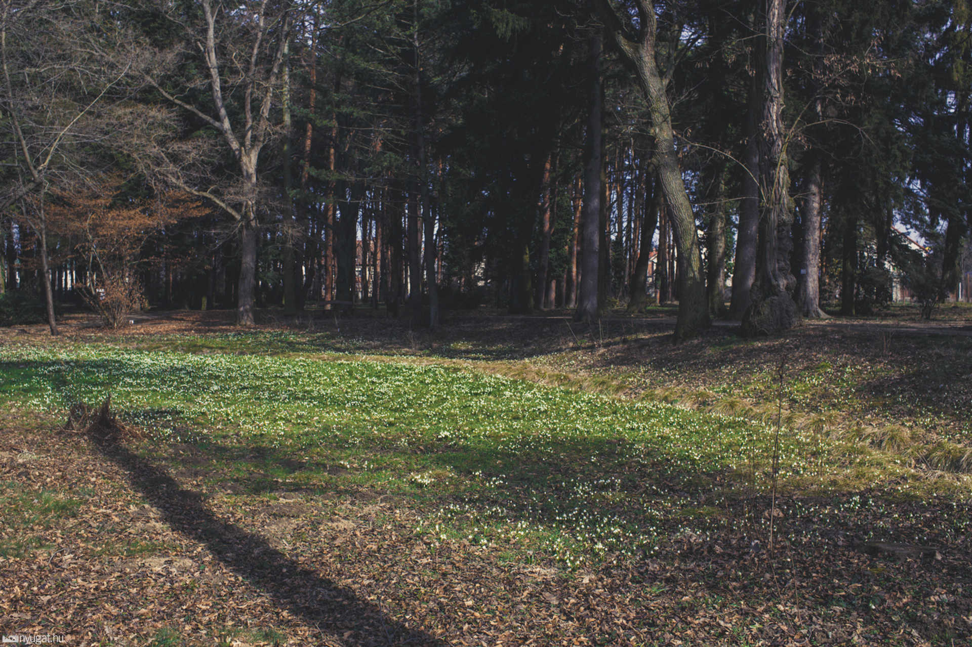 Tavaszi virágok a Kámoni Arborétumban