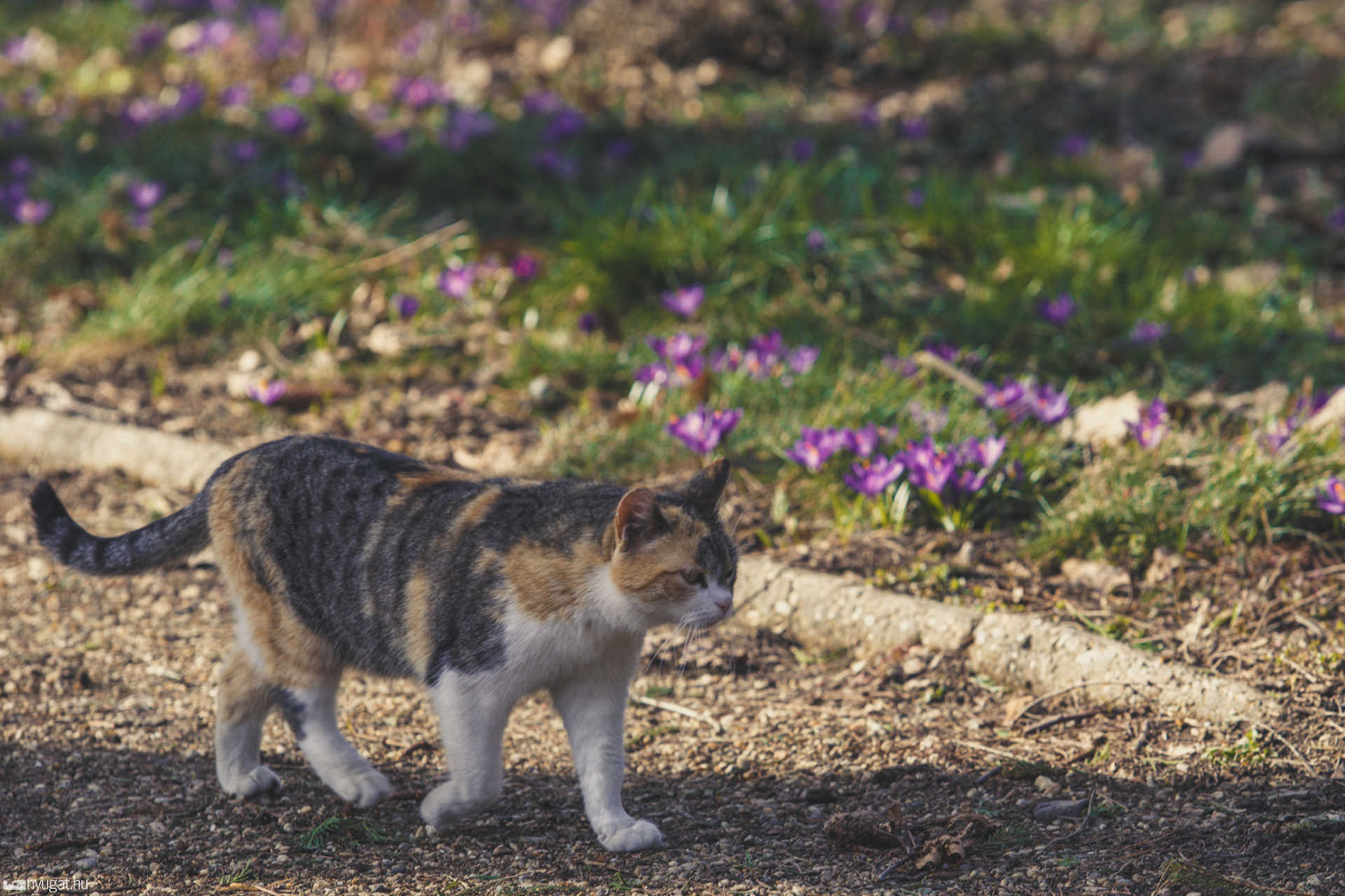 Tavaszi virágok a Kámoni Arborétumban