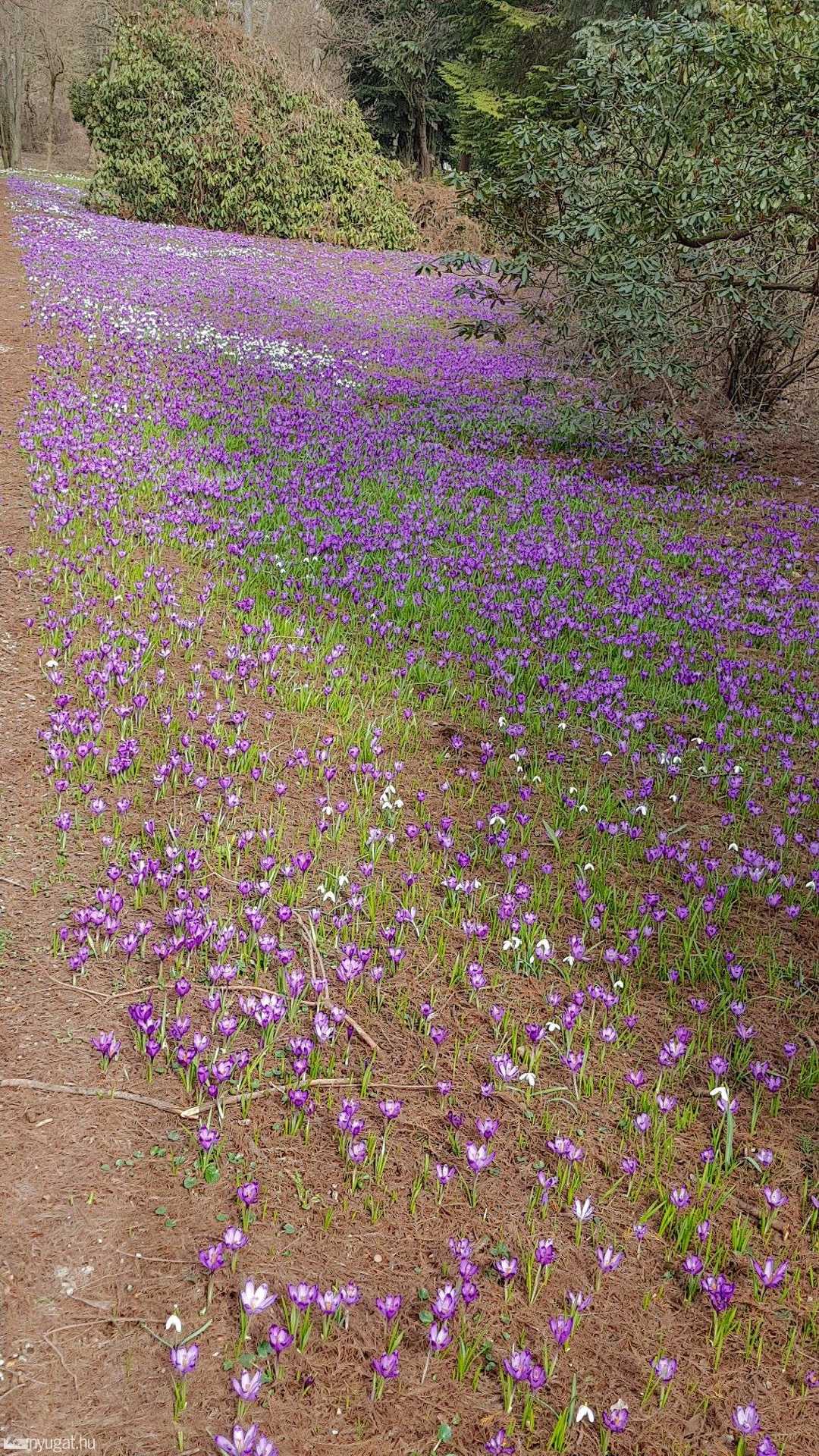 Kivirágzott szombathelyi arborétum