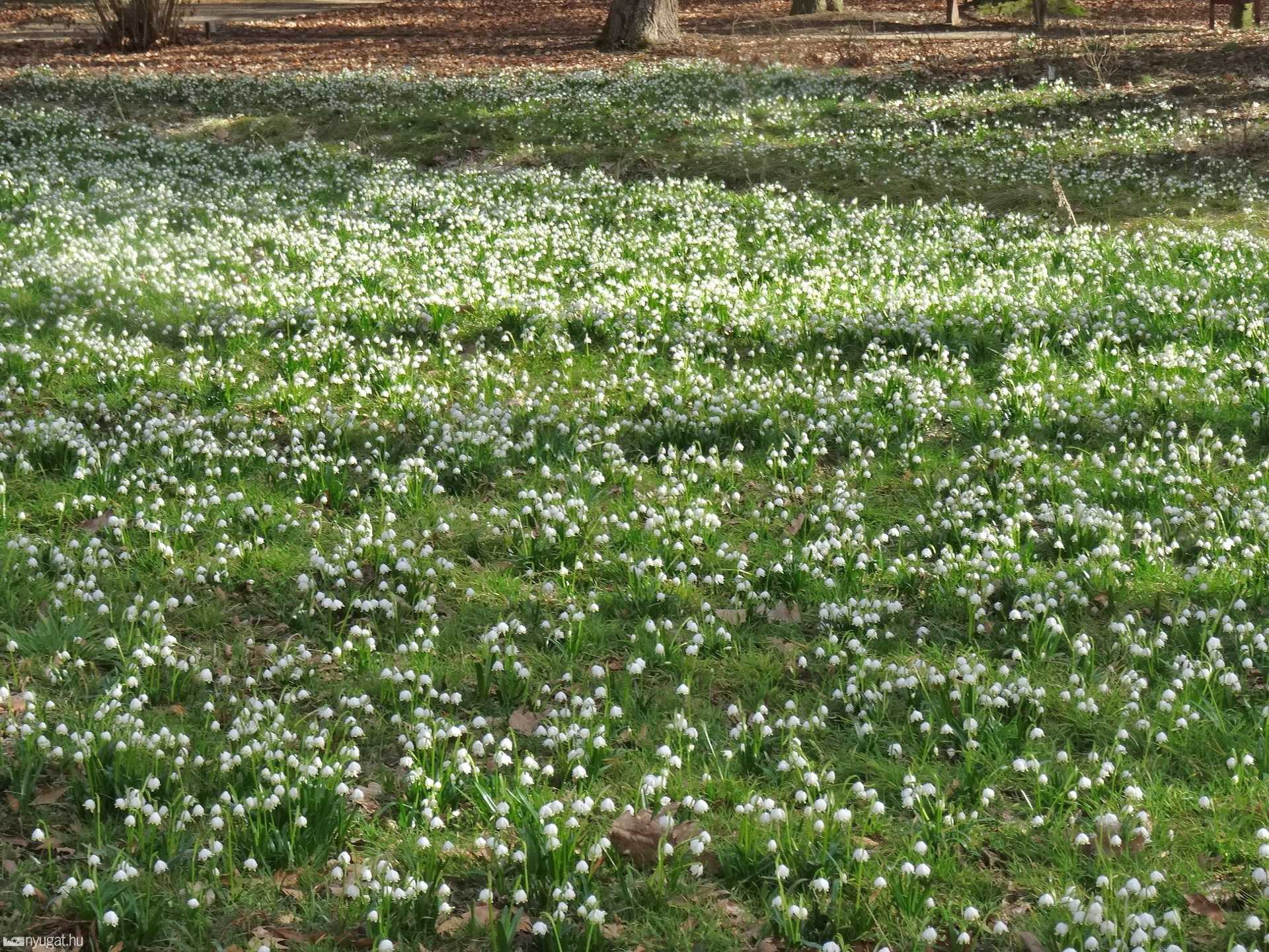 Kivirágzott szombathelyi arborétum