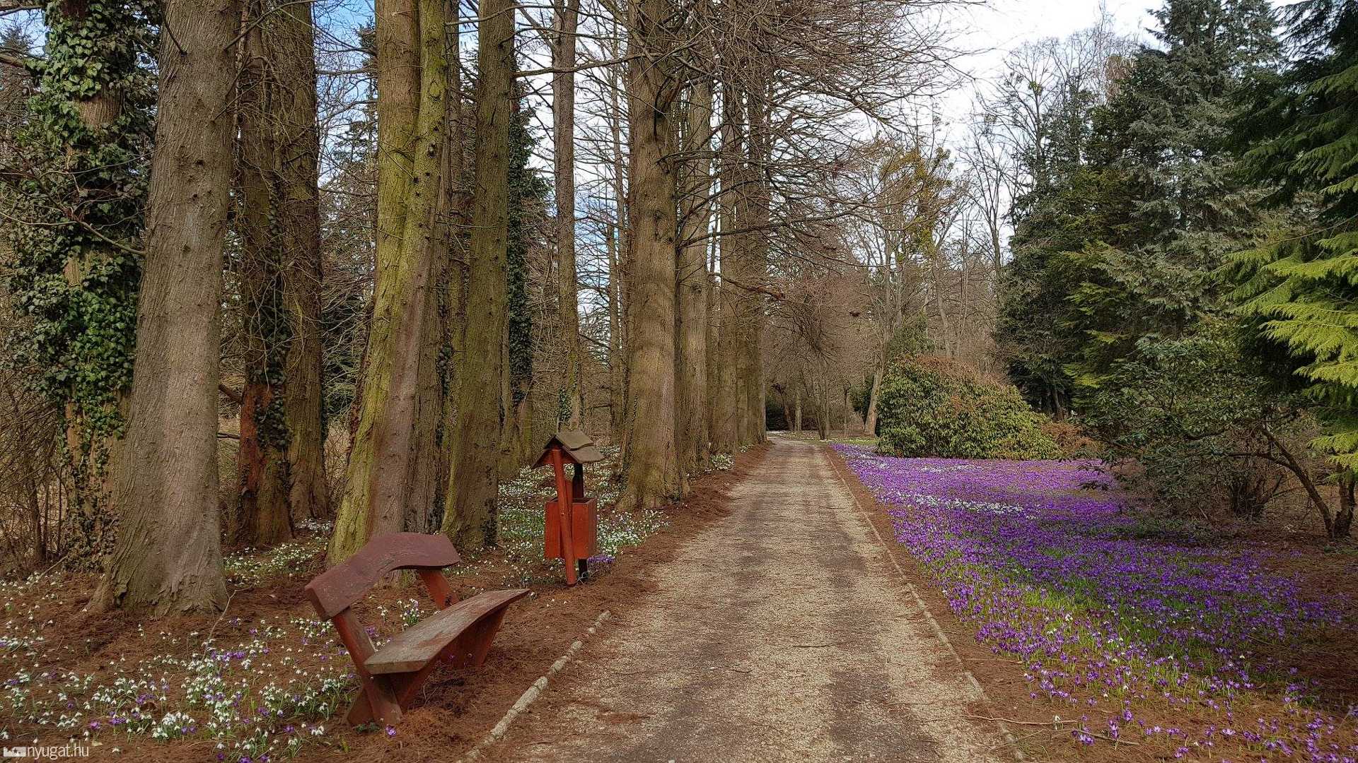 Kivirágzott szombathelyi arborétum