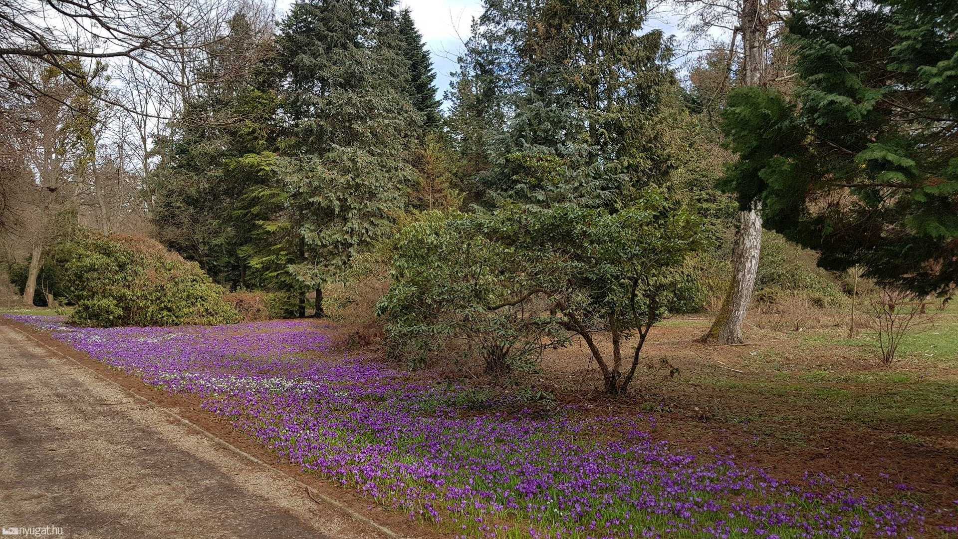 Kivirágzott szombathelyi arborétum