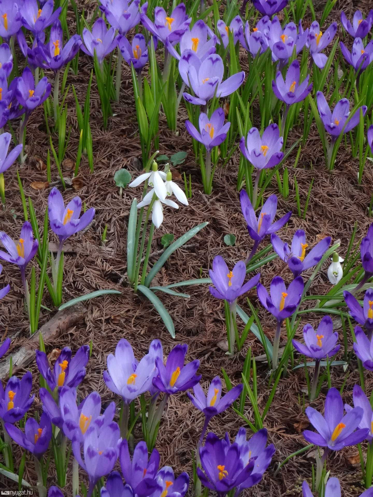 Kivirágzott szombathelyi arborétum