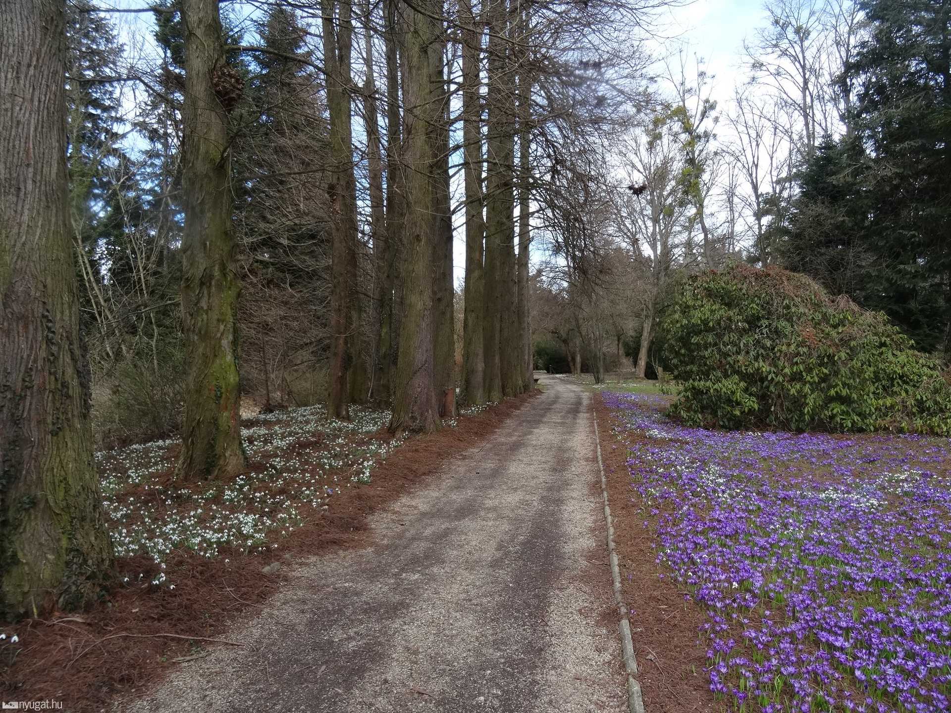 Kivirágzott szombathelyi arborétum