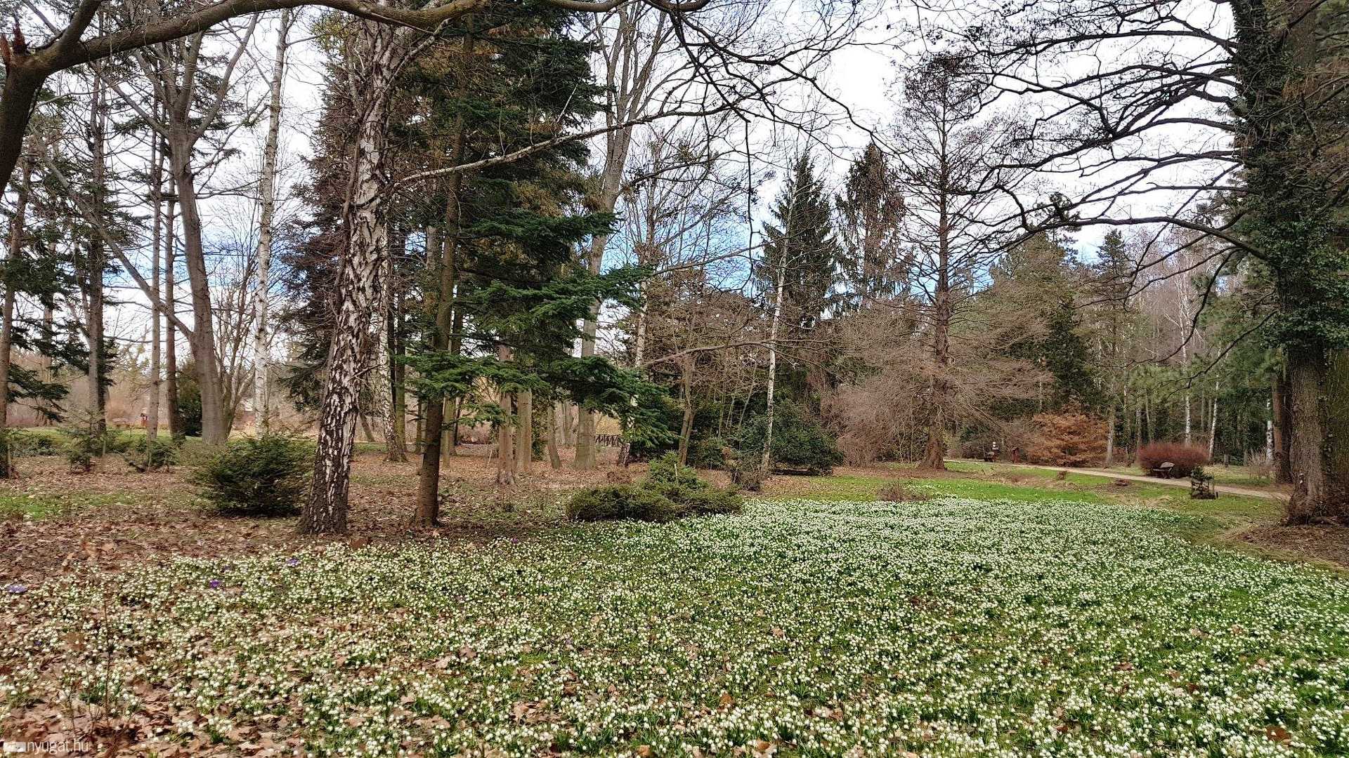 Kivirágzott szombathelyi arborétum