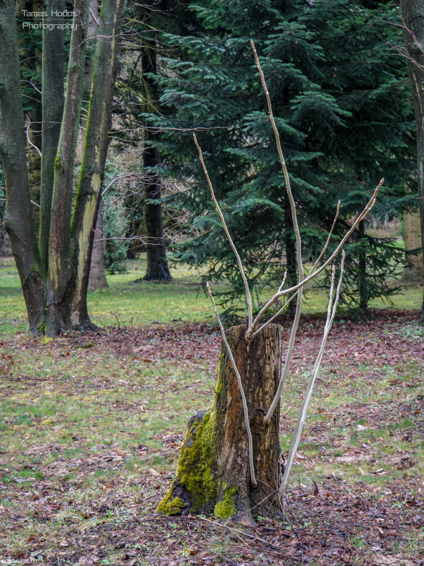 Kámoni Arborétum 