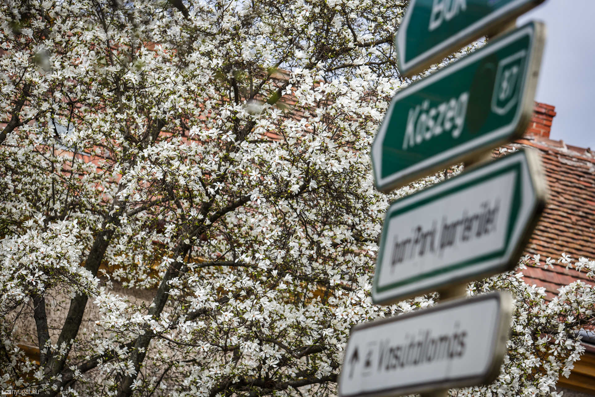 Virágos fák a Semmelweis utcában
