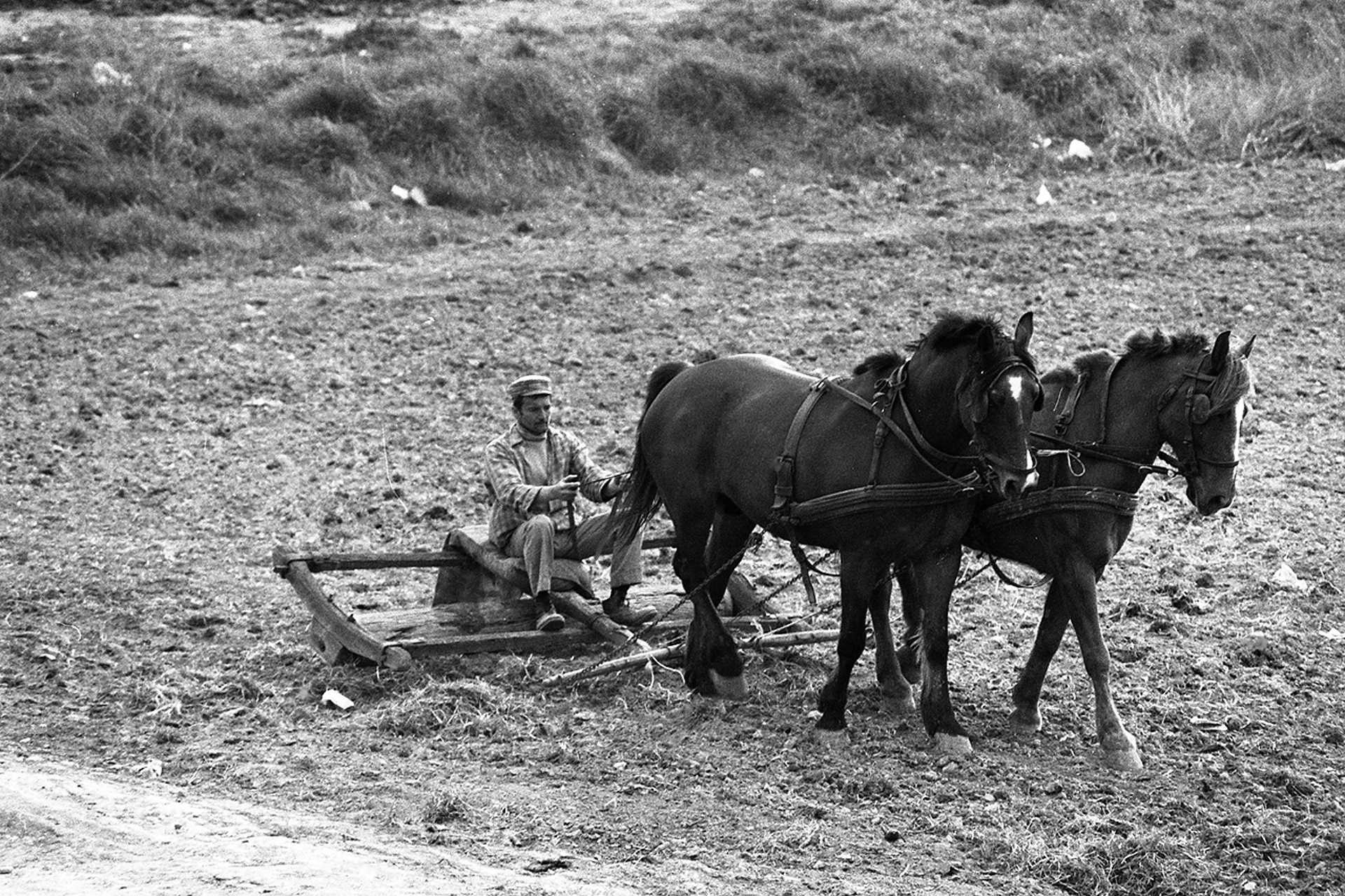 Fortepan - Lovak