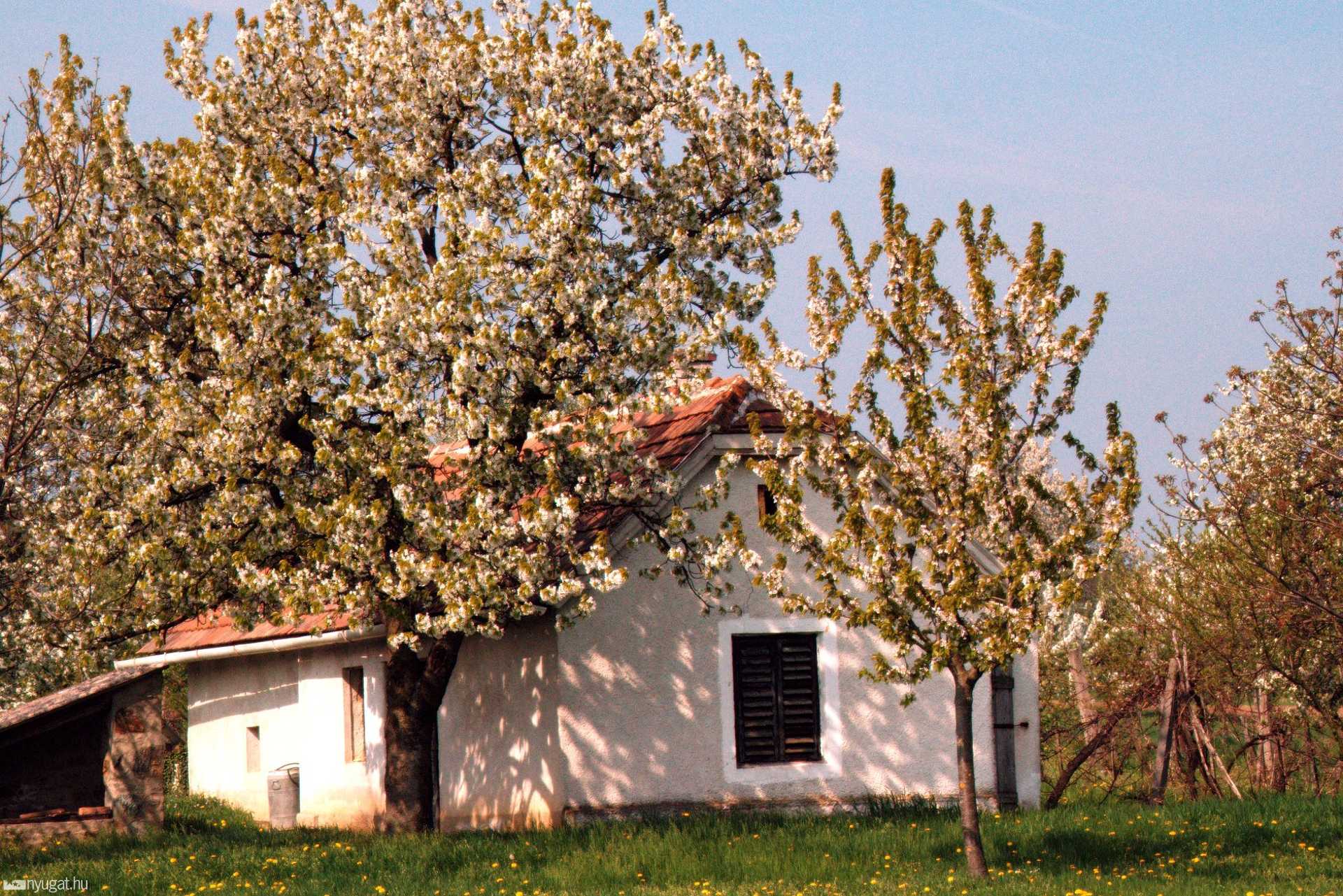 Ság-hegy