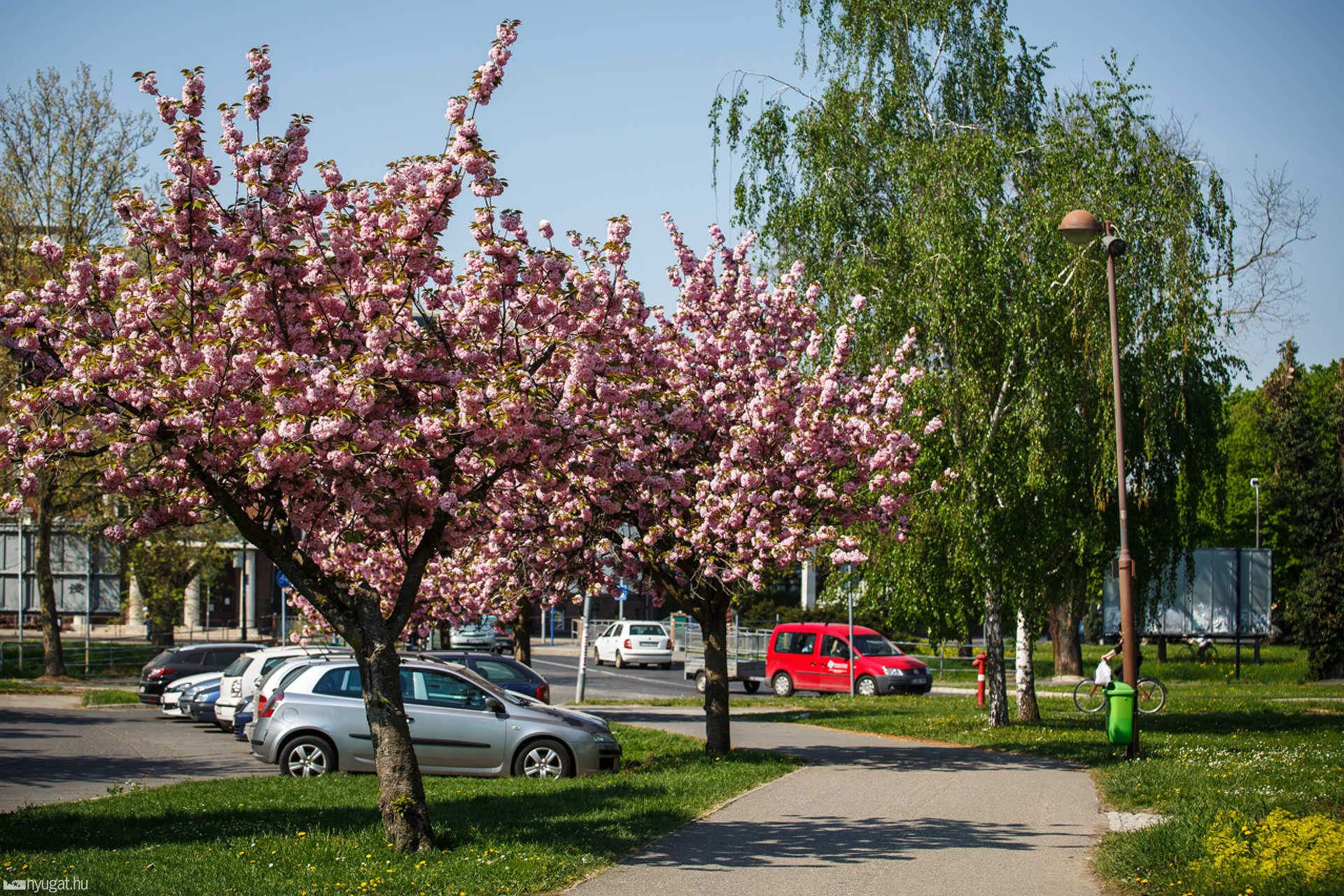 Cseresznyefák az MMIK mellett