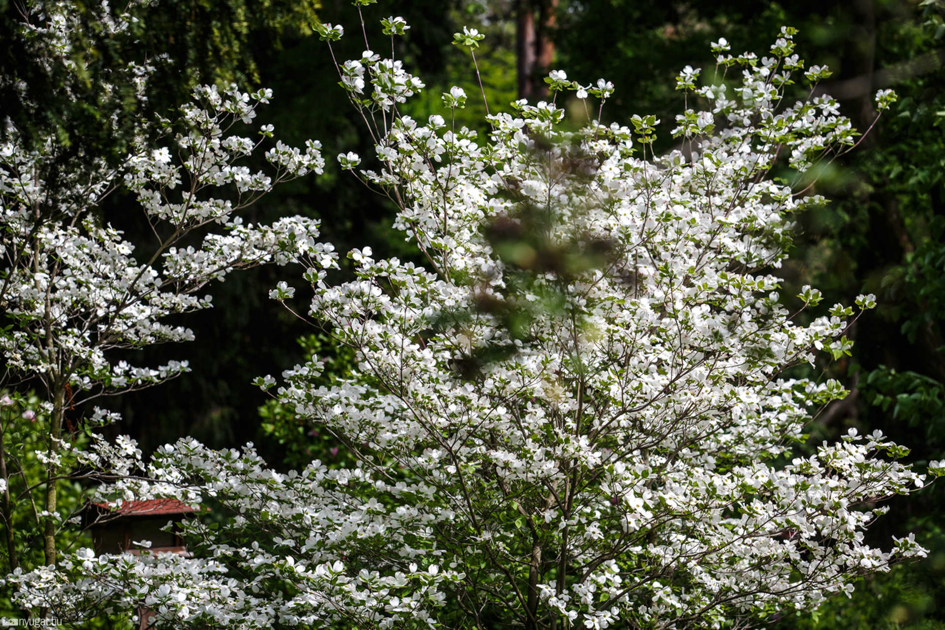 Színes, virágos Kámoni Arborétum