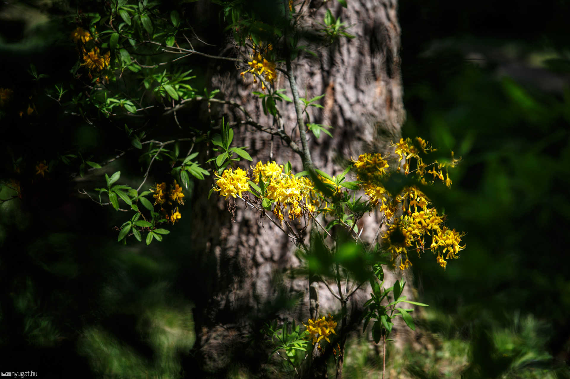 Színes, virágos Kámoni Arborétum