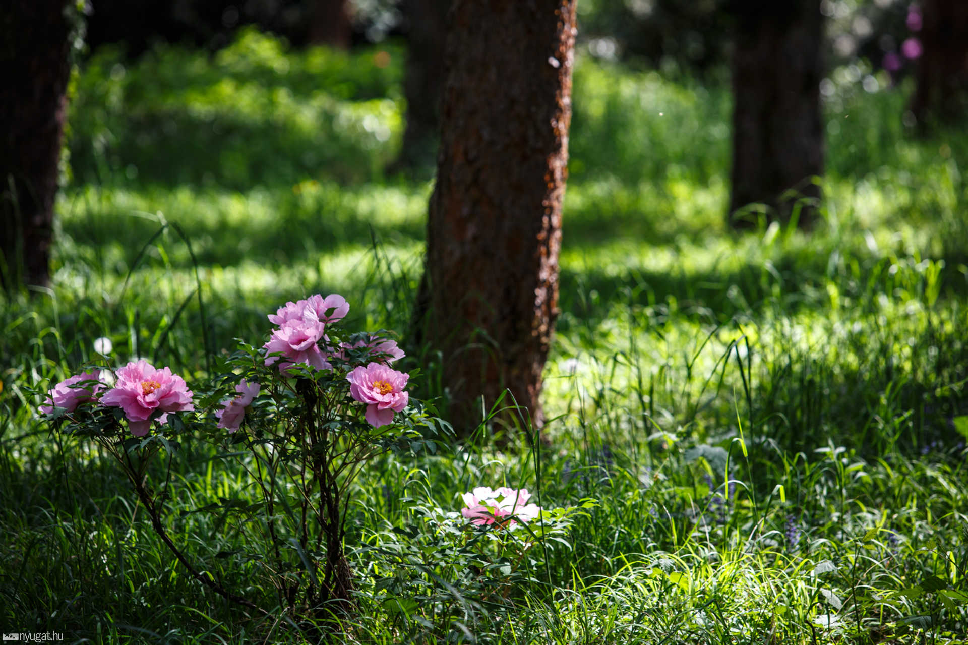 Színes, virágos Kámoni Arborétum