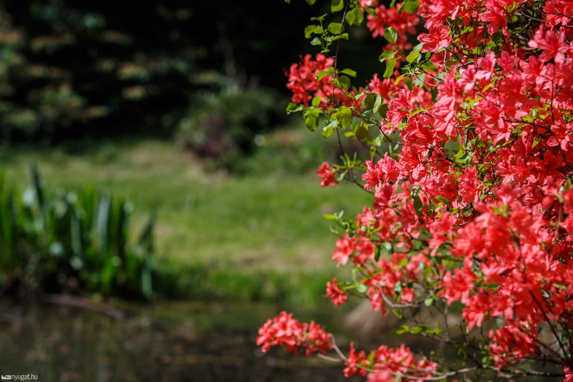 Színes, virágos Kámoni Arborétum