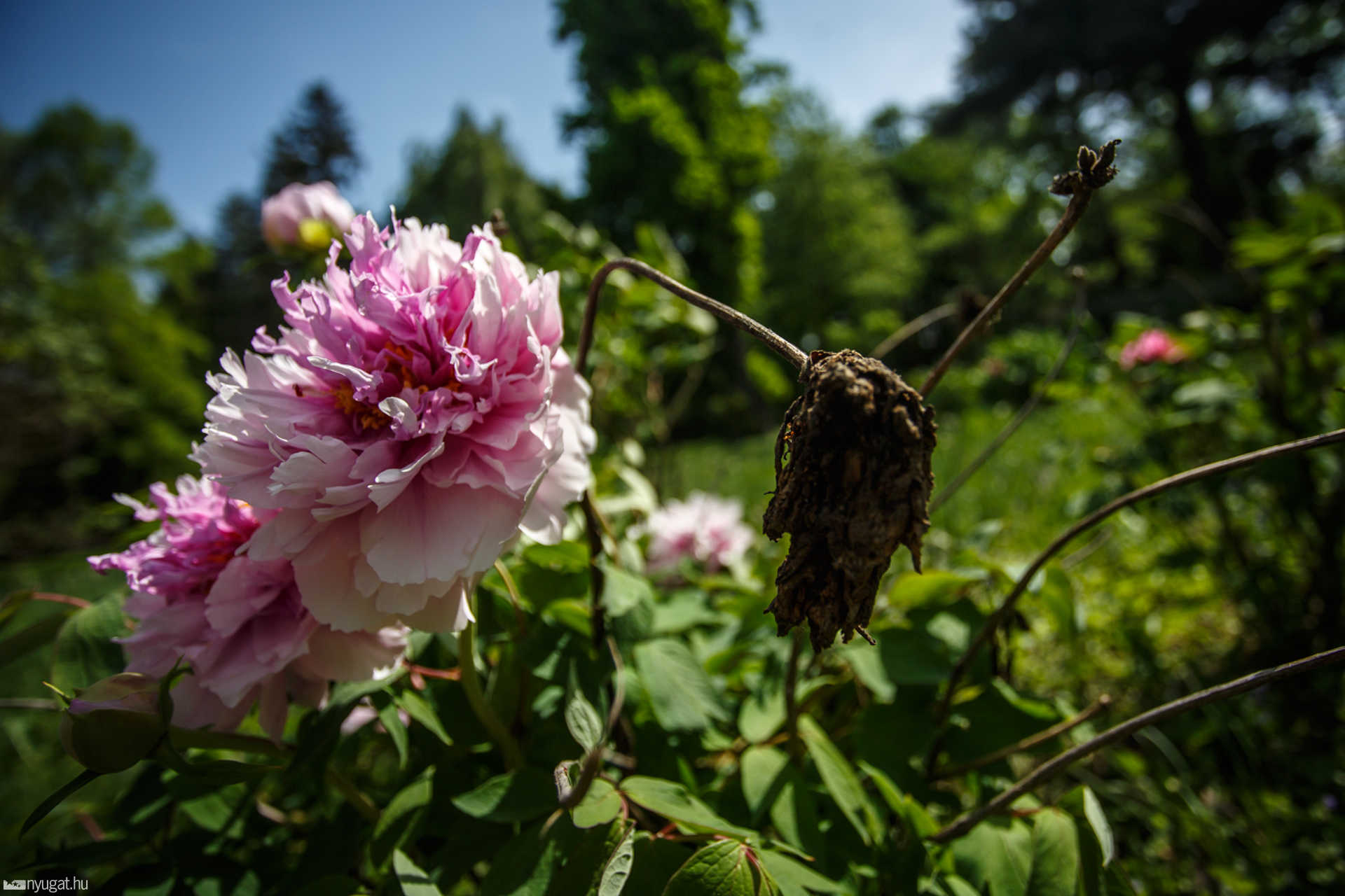 Színes, virágos Kámoni Arborétum