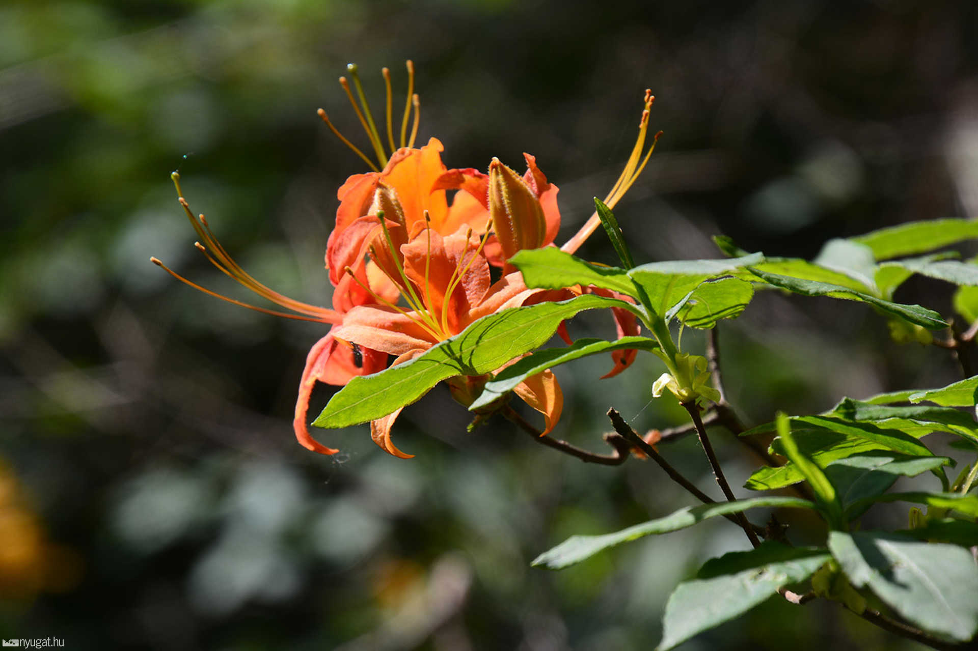 Rododendron virágzás a Jeli Arborétumban