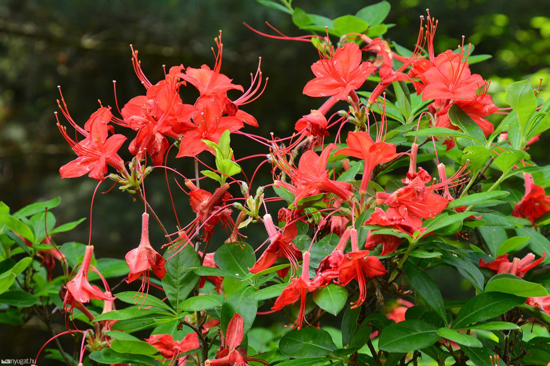 Rododendron virágzás a Jeli Arborétumban