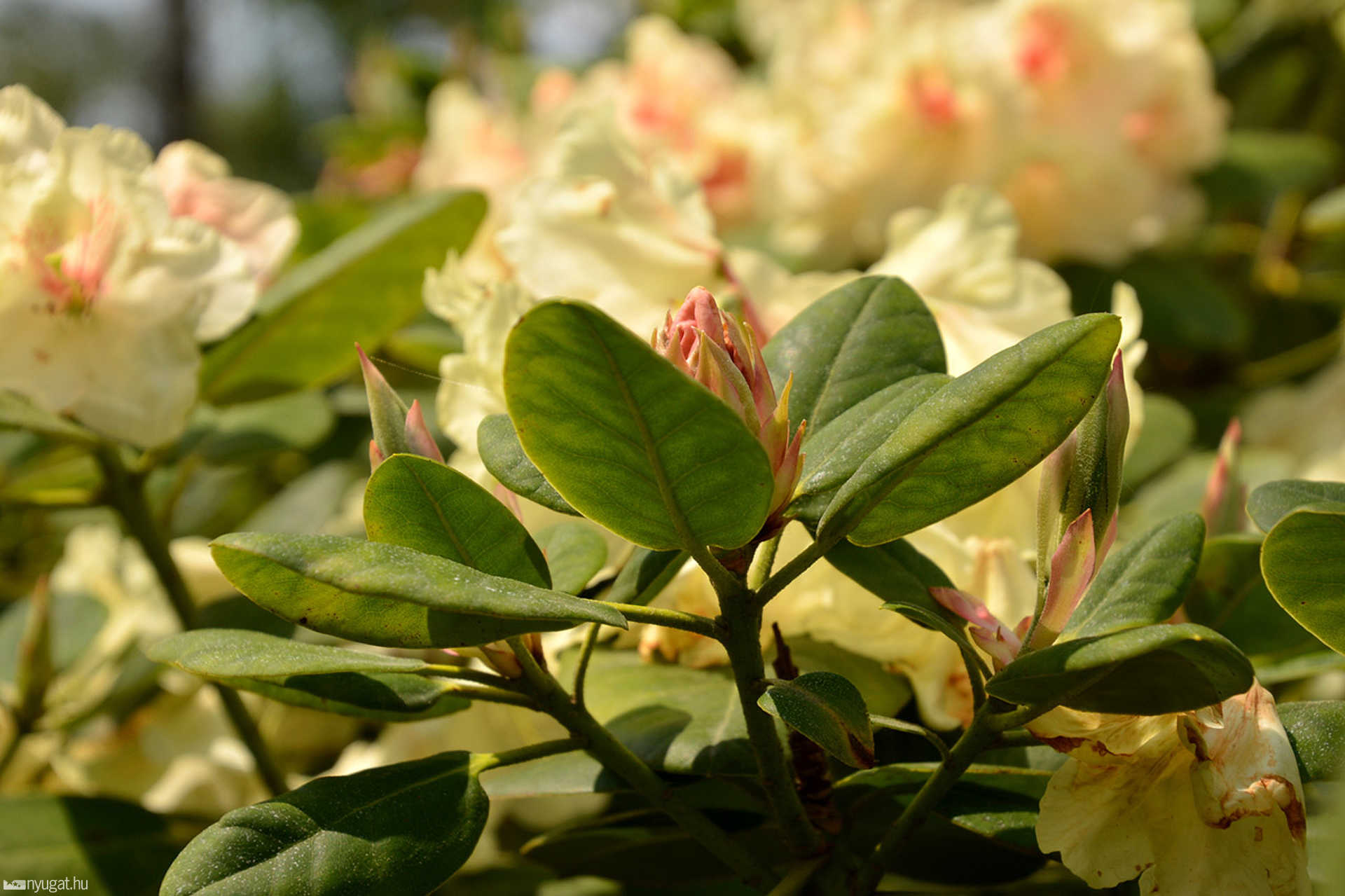 Rododendron virágzás a Jeli Arborétumban