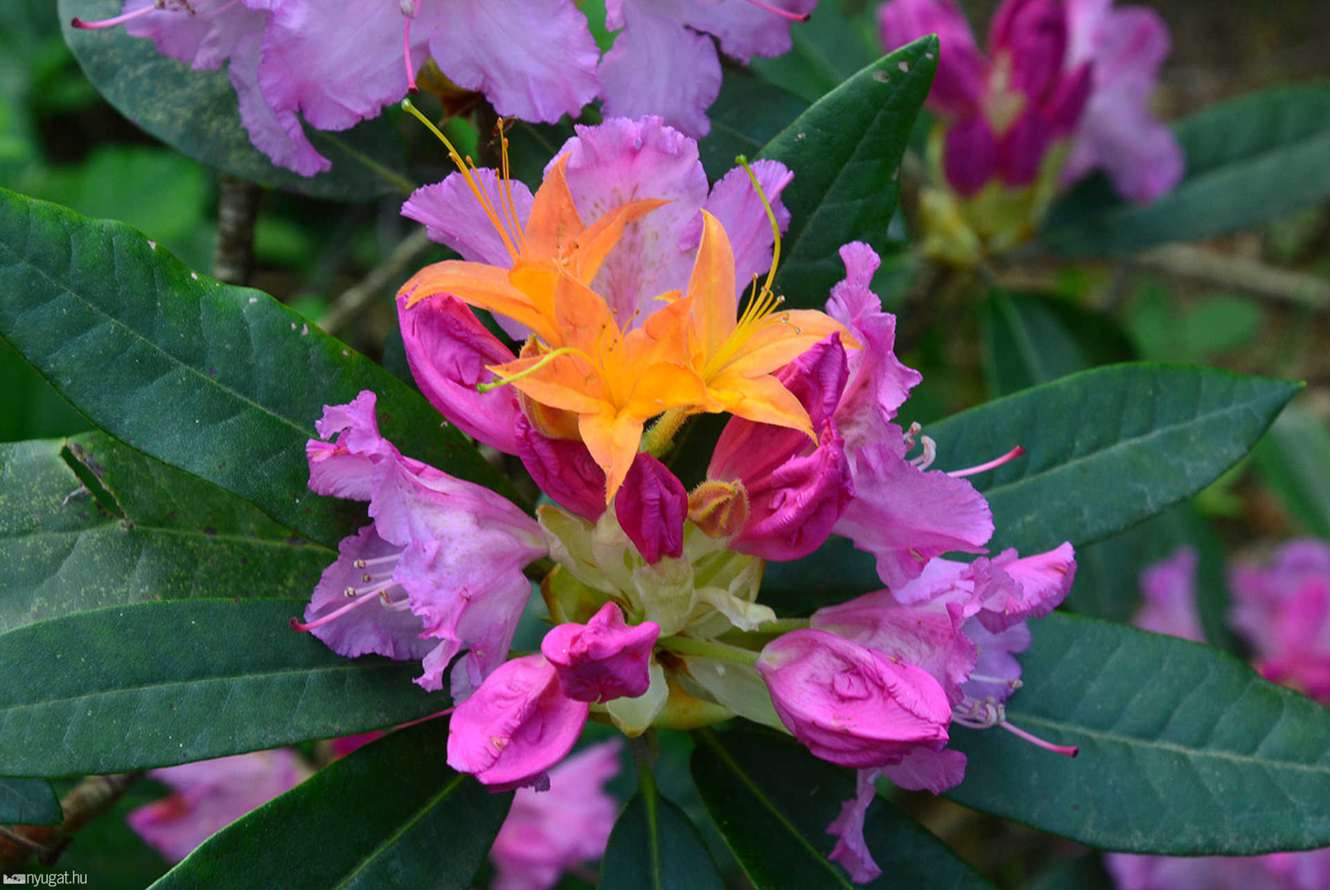 Rododendron virágzás a Jeli Arborétumban