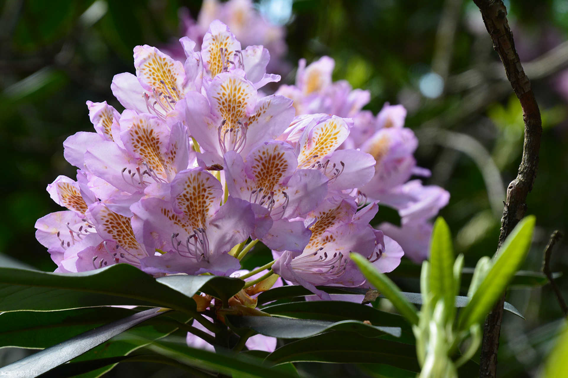 Rododendron virágzás a Jeli Arborétumban