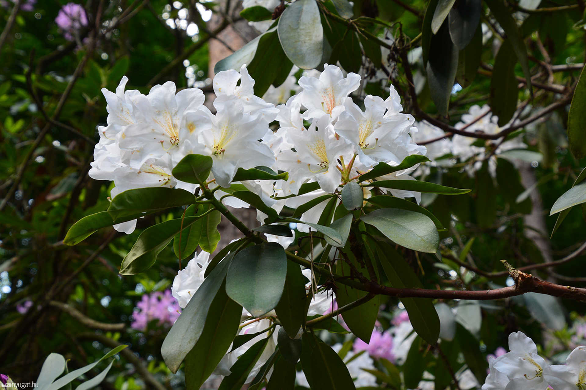 Rododendron virágzás a Jeli Arborétumban
