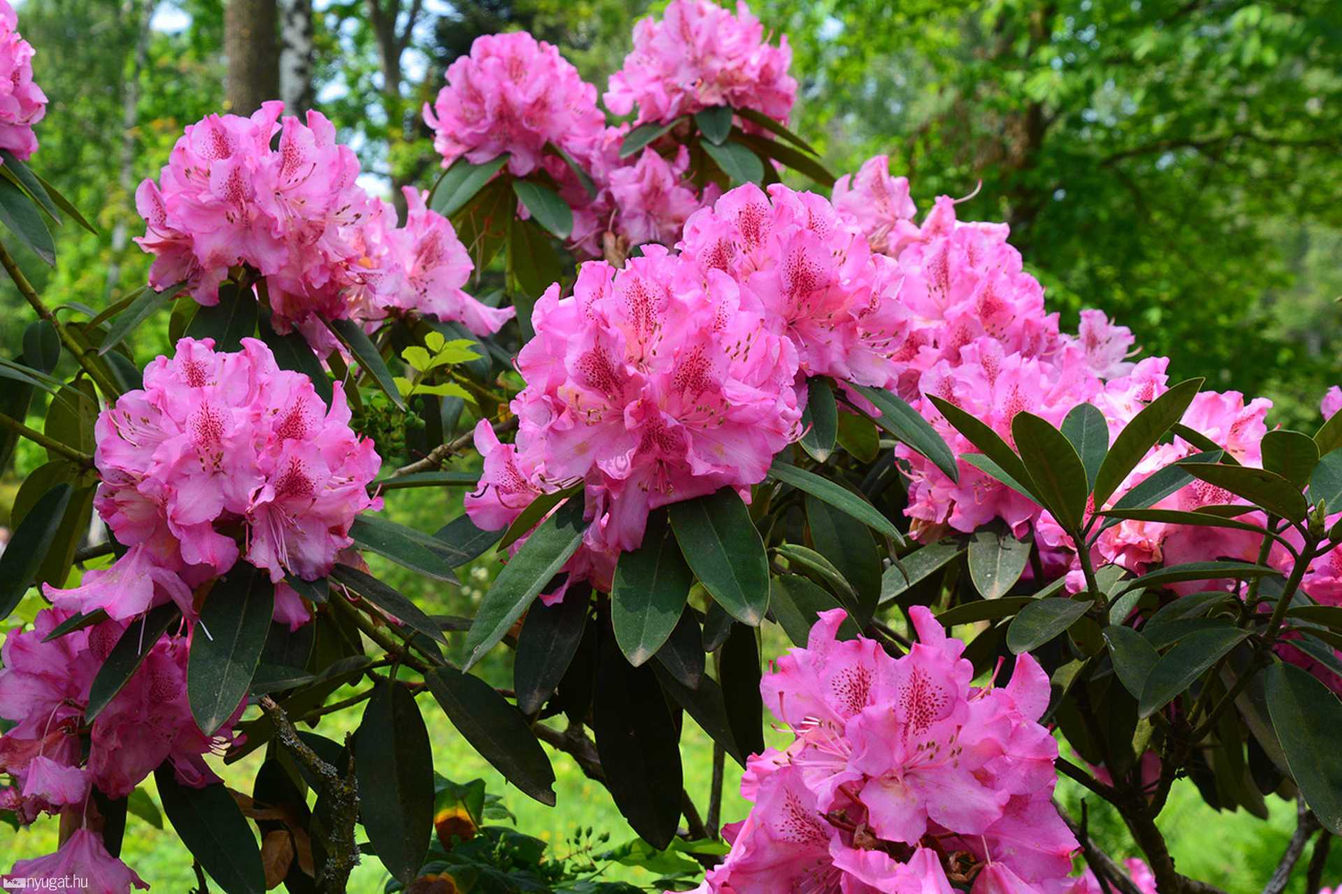 Rododendron virágzás a Jeli Arborétumban