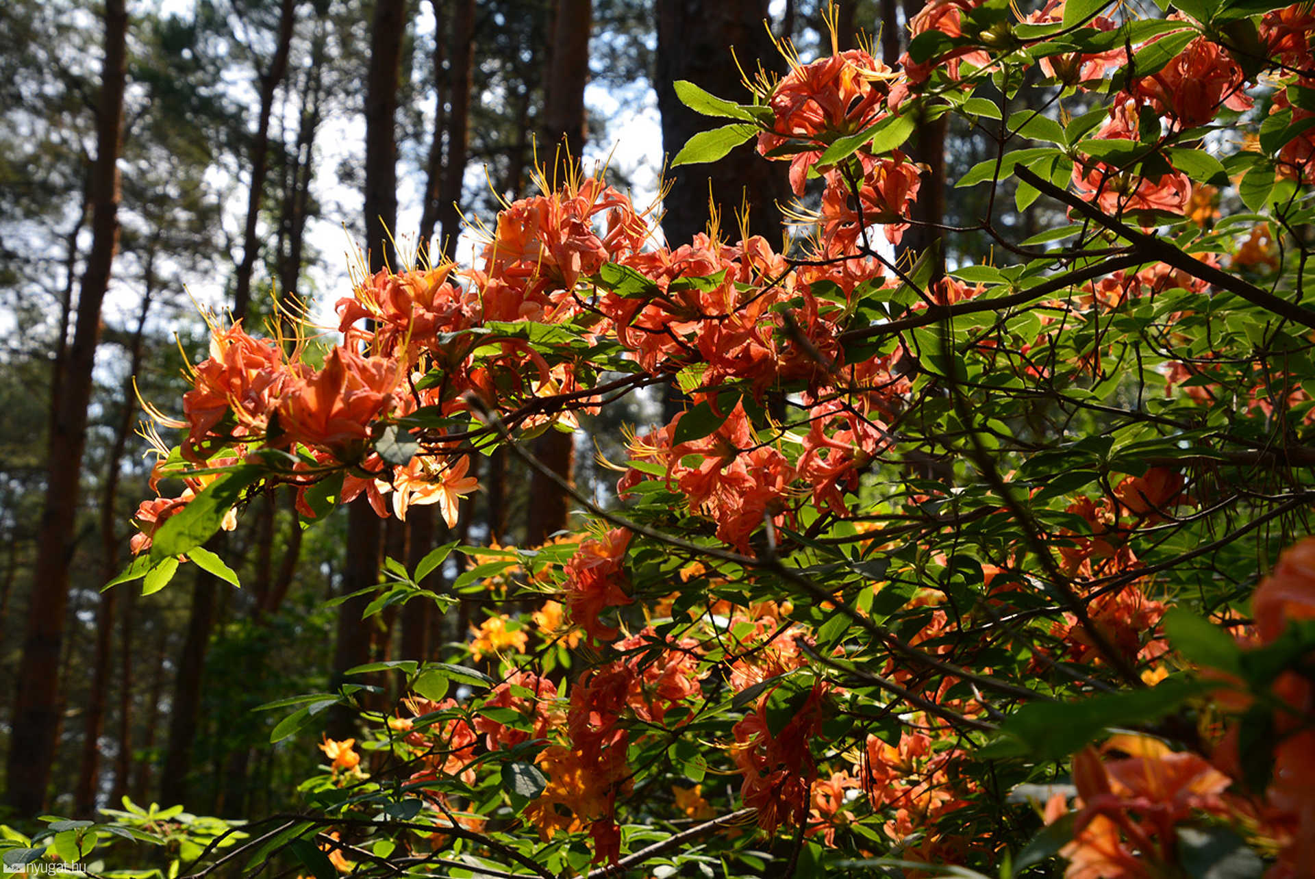 Rododendron virágzás a Jeli Arborétumban
