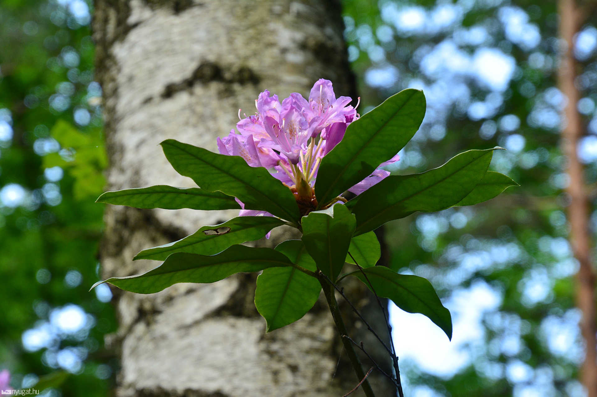 Rododendron virágzás a Jeli Arborétumban
