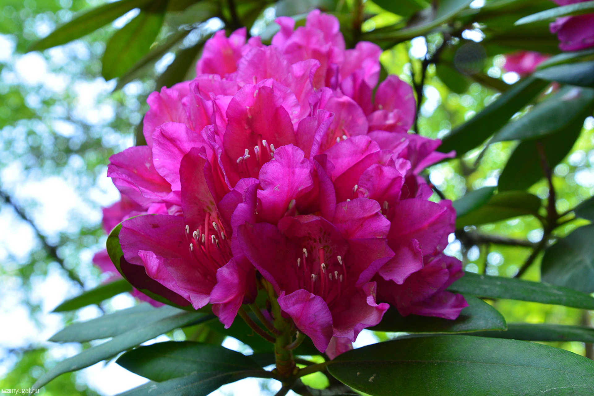 Rododendron virágzás a Jeli Arborétumban 