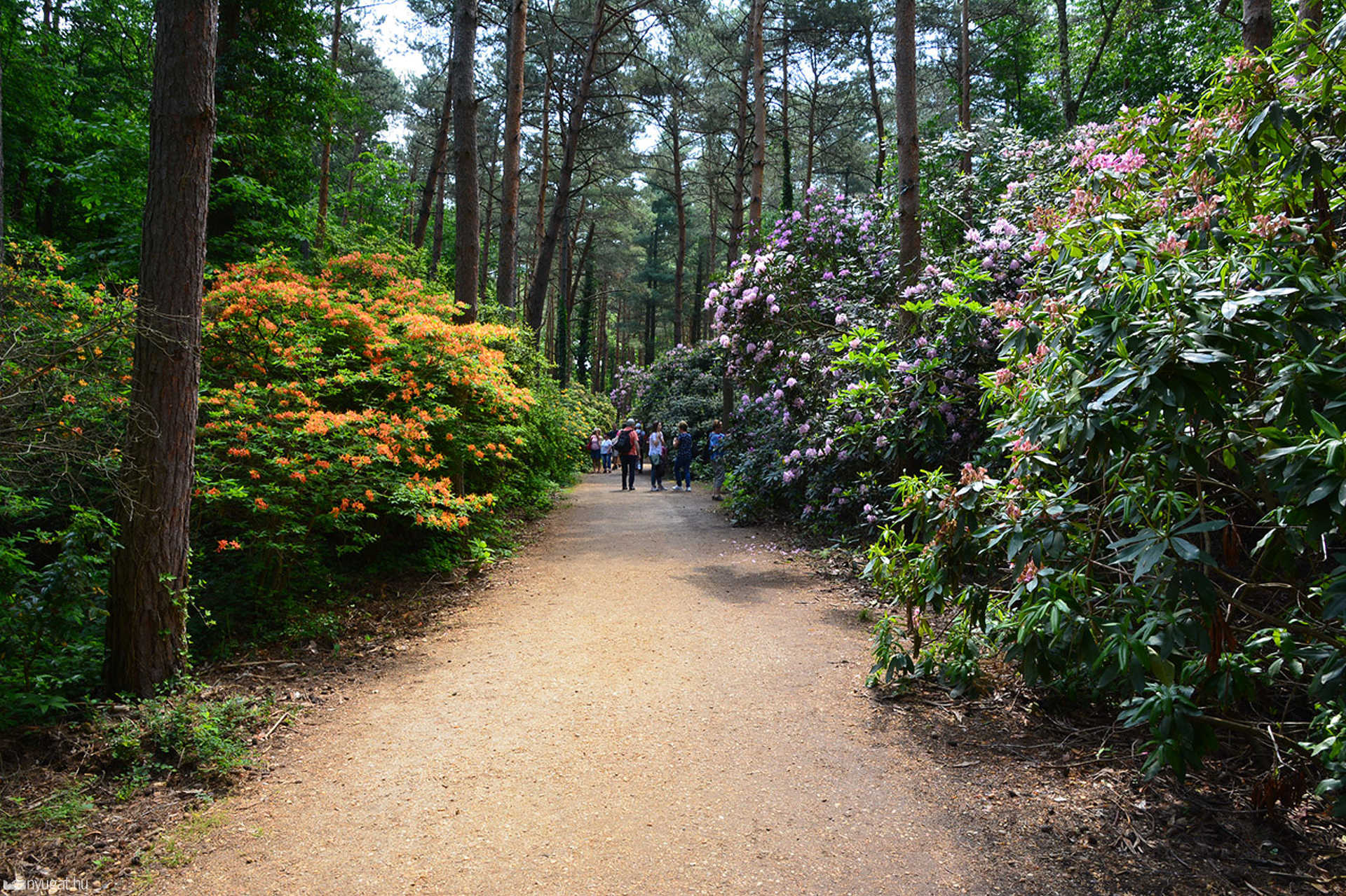 Rododendron virágzás a Jeli Arborétumban 