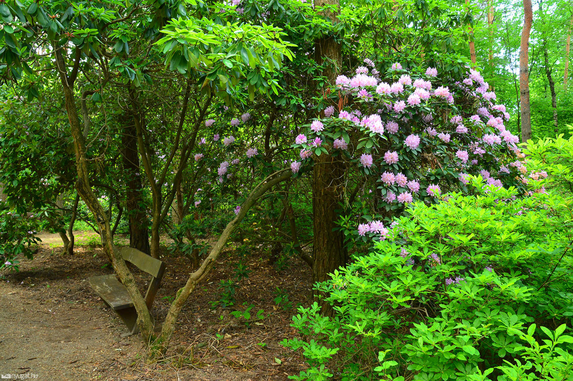 Rododendron virágzás a Jeli Arborétumban 
