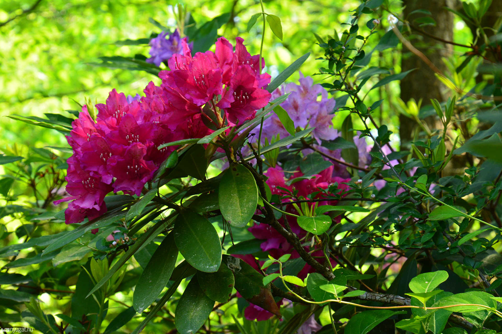 Rododendron virágzás a Jeli Arborétumban 