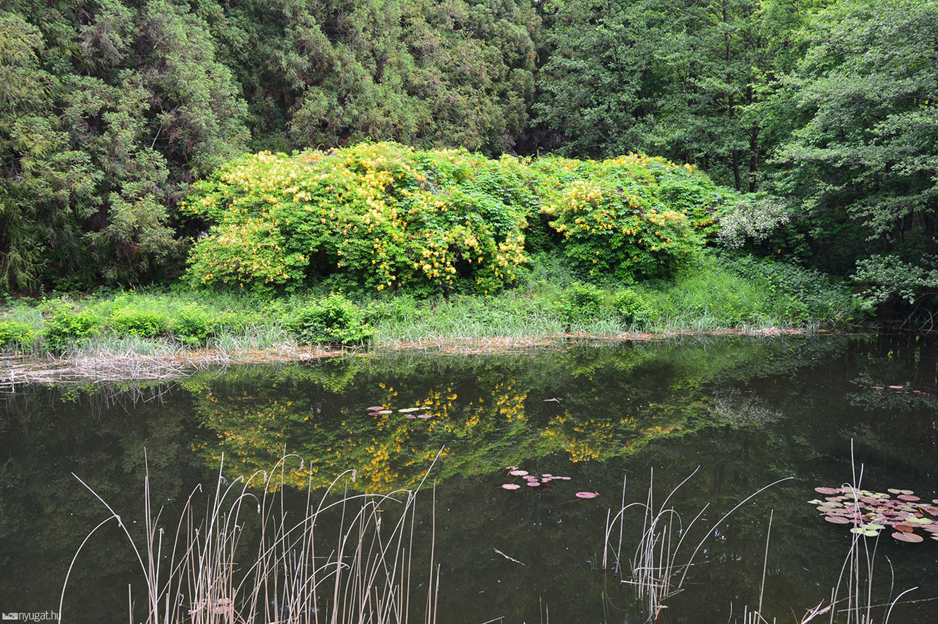 Rododendron virágzás a Jeli Arborétumban 