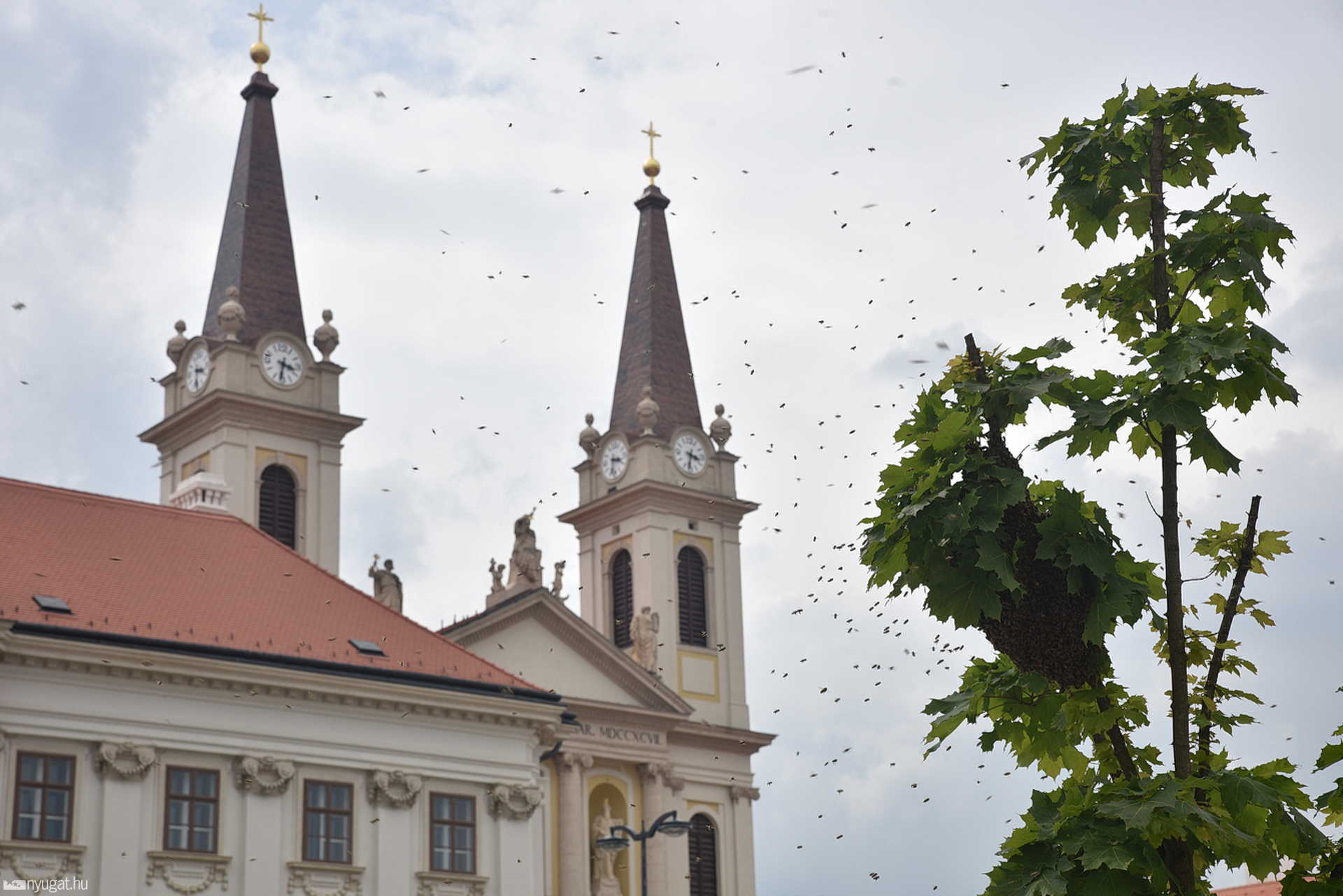 Méhrajt fogtak be a szombathelyi nagytemplom előtt