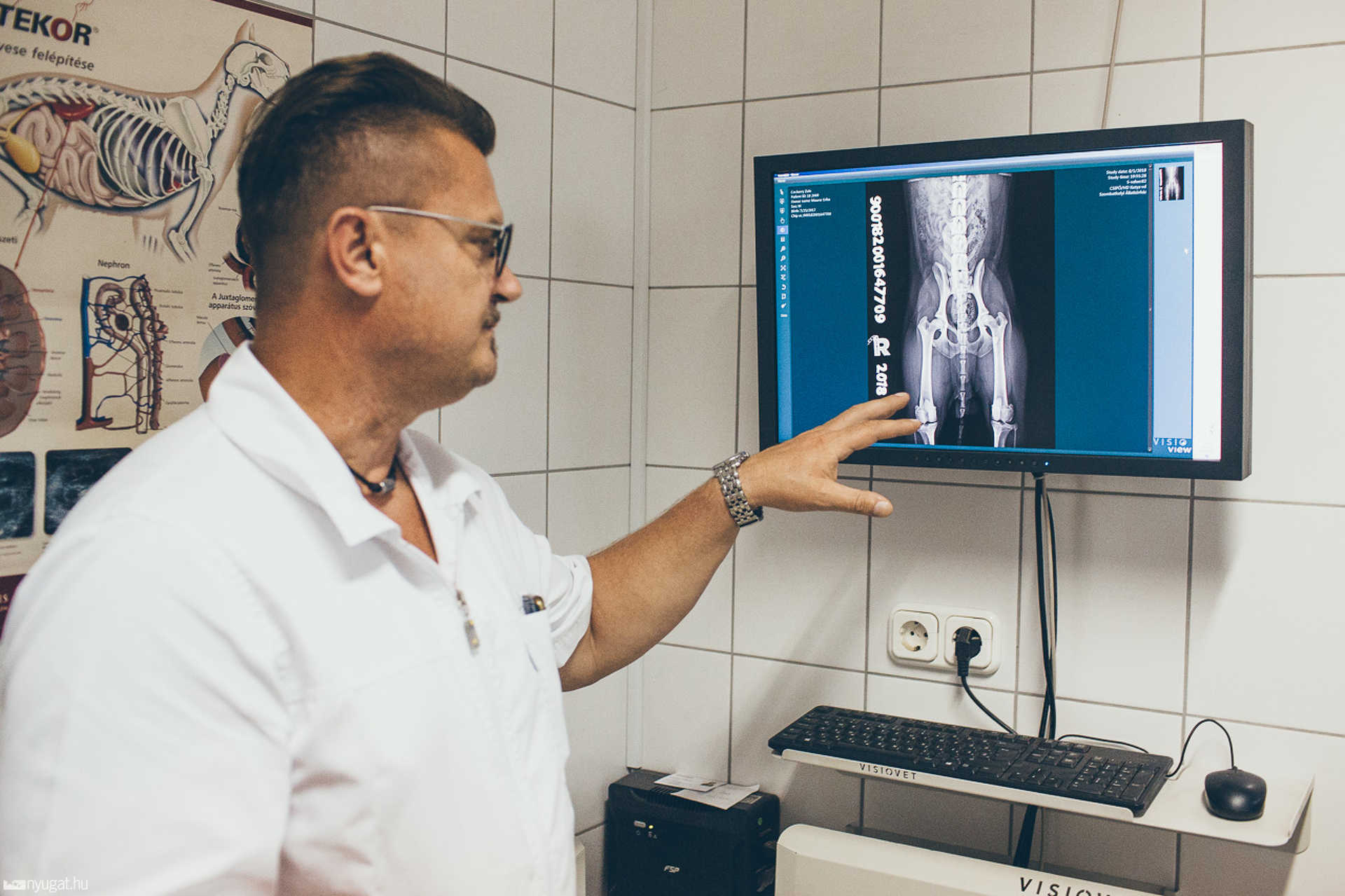 Dr. Peresztegi Attila a szombathelyi állatkórházban