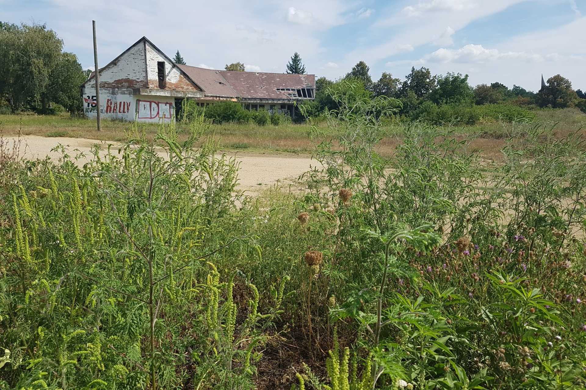 Parlagfű a Szabadidőközpontban 